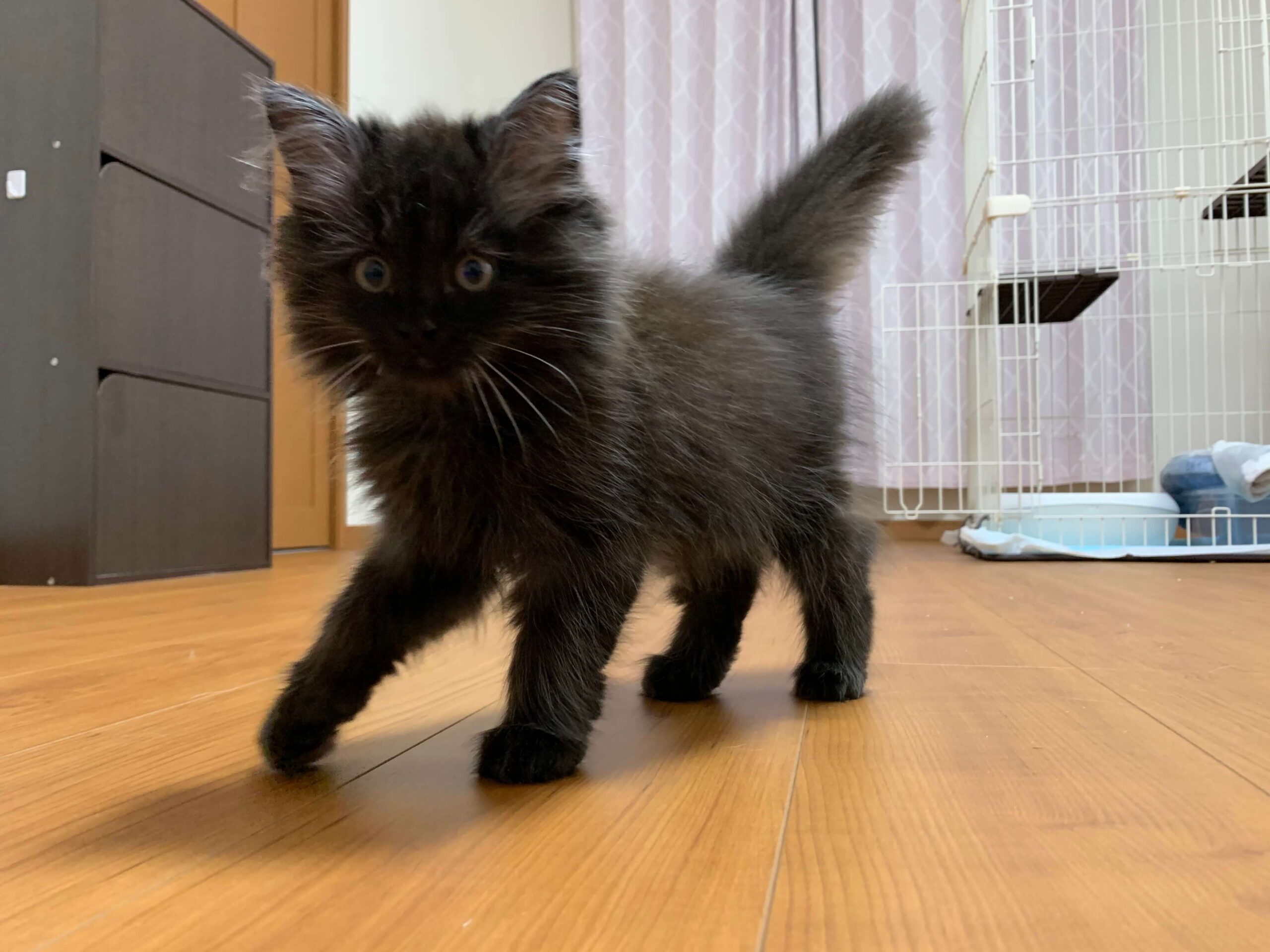 こんぶ初めまして01