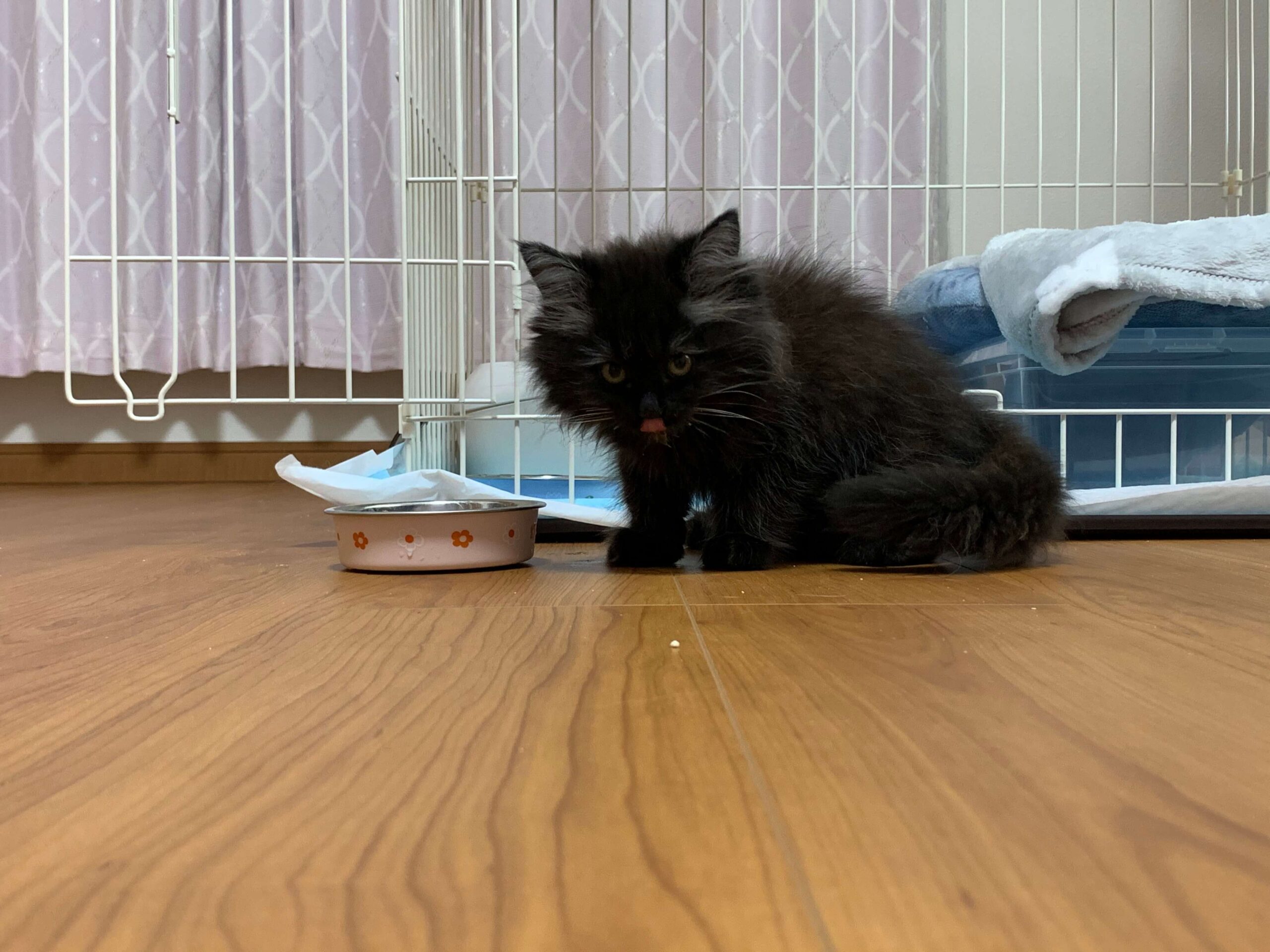 こんぶ初めまして02