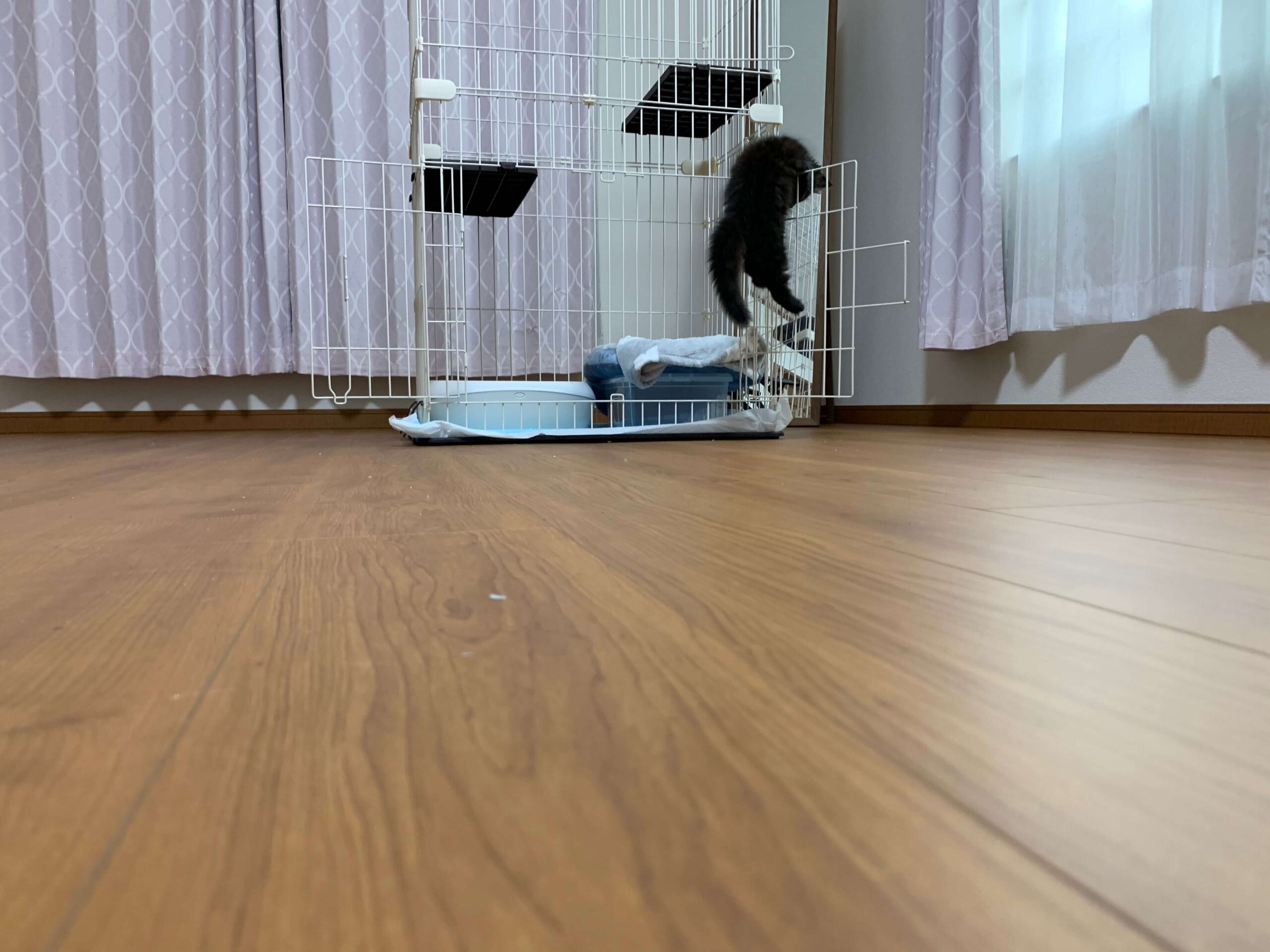 こんぶ初めまして03