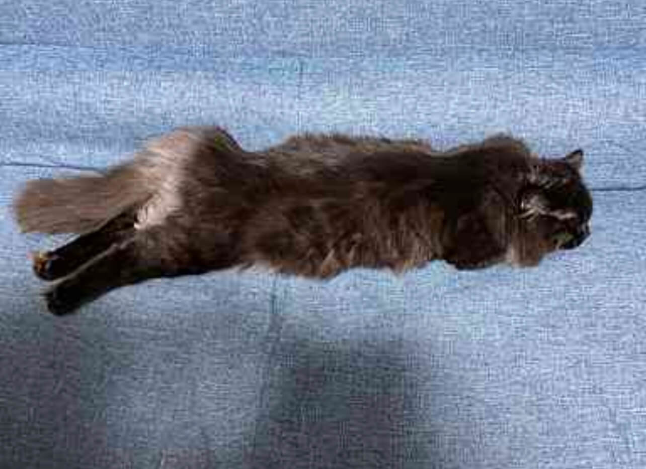 こんぶの寝相01