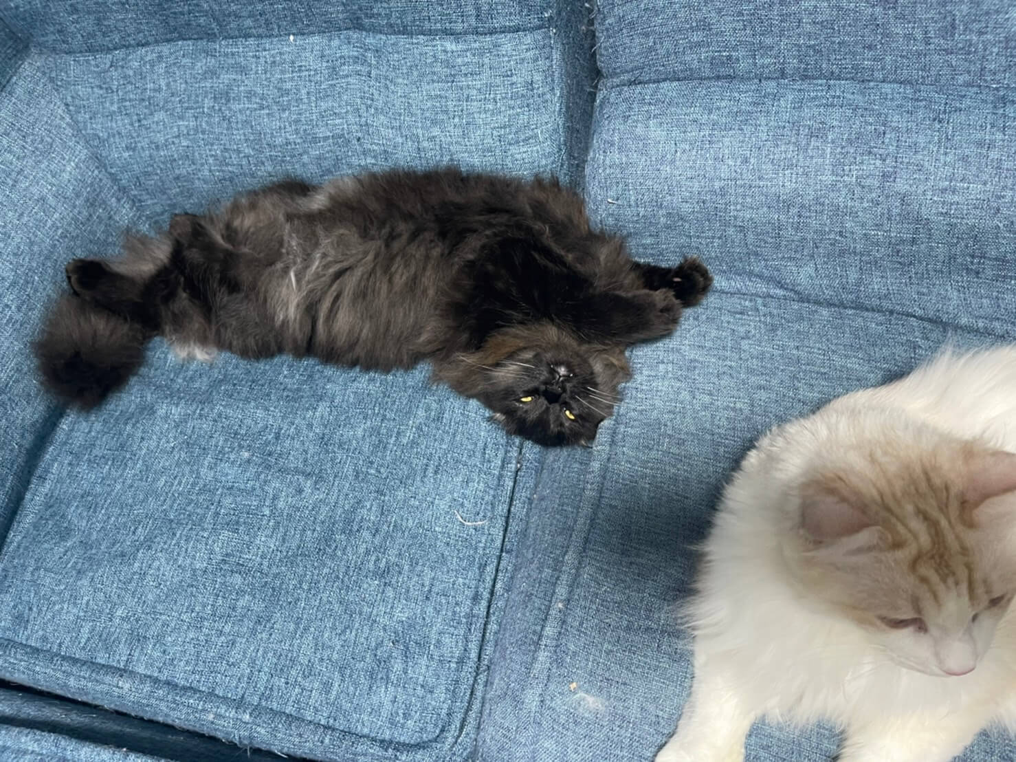 こんぶの寝相02