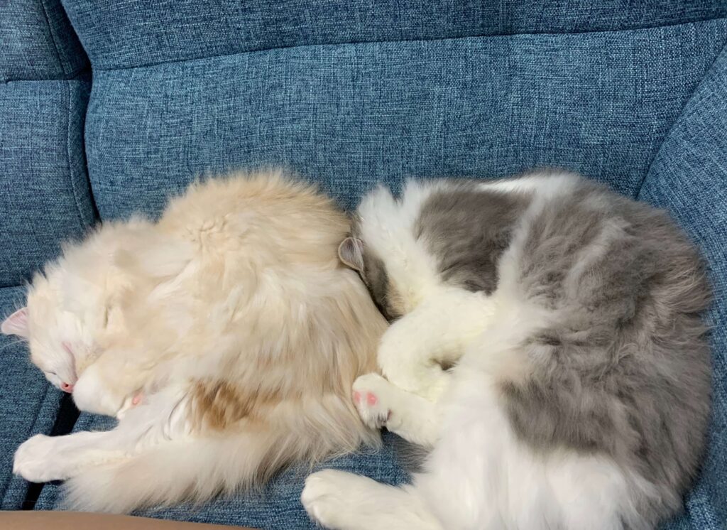 にぼしとおかか02