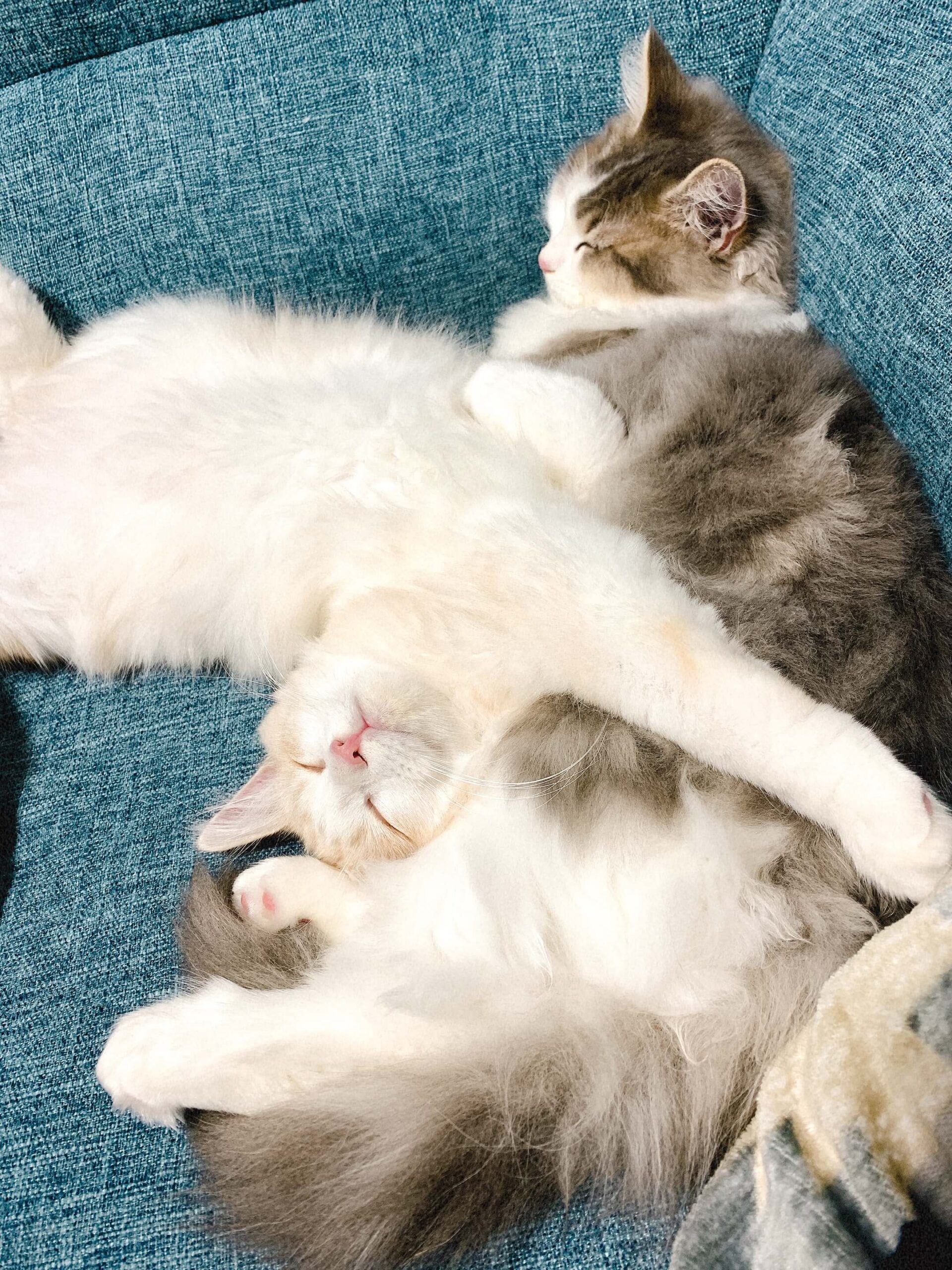 にぼしとおかか03