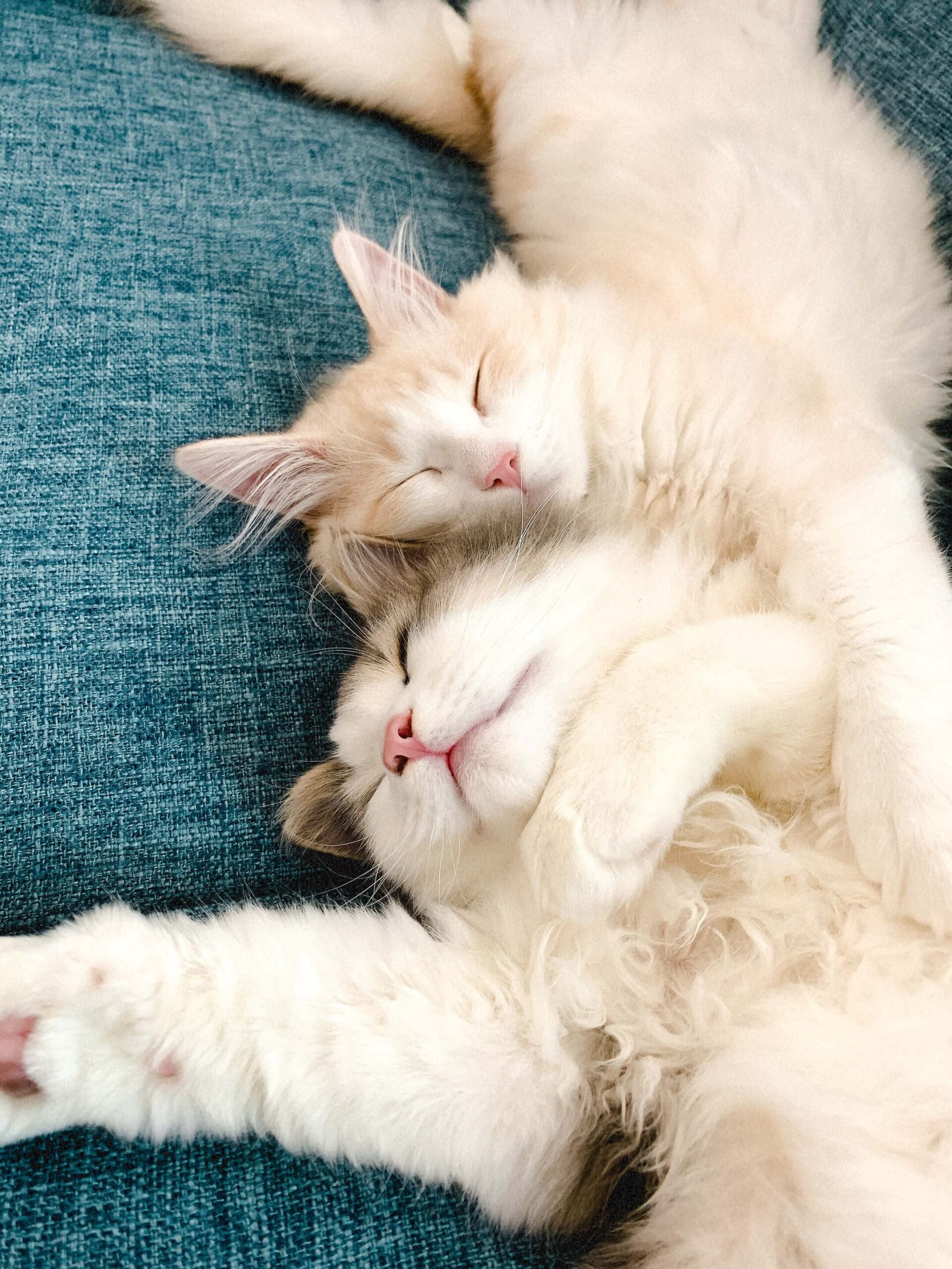 にぼしとおかか04