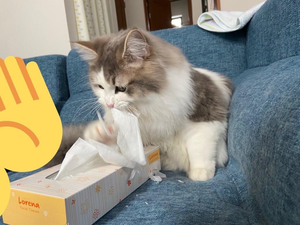 こんぶのイタズラ03