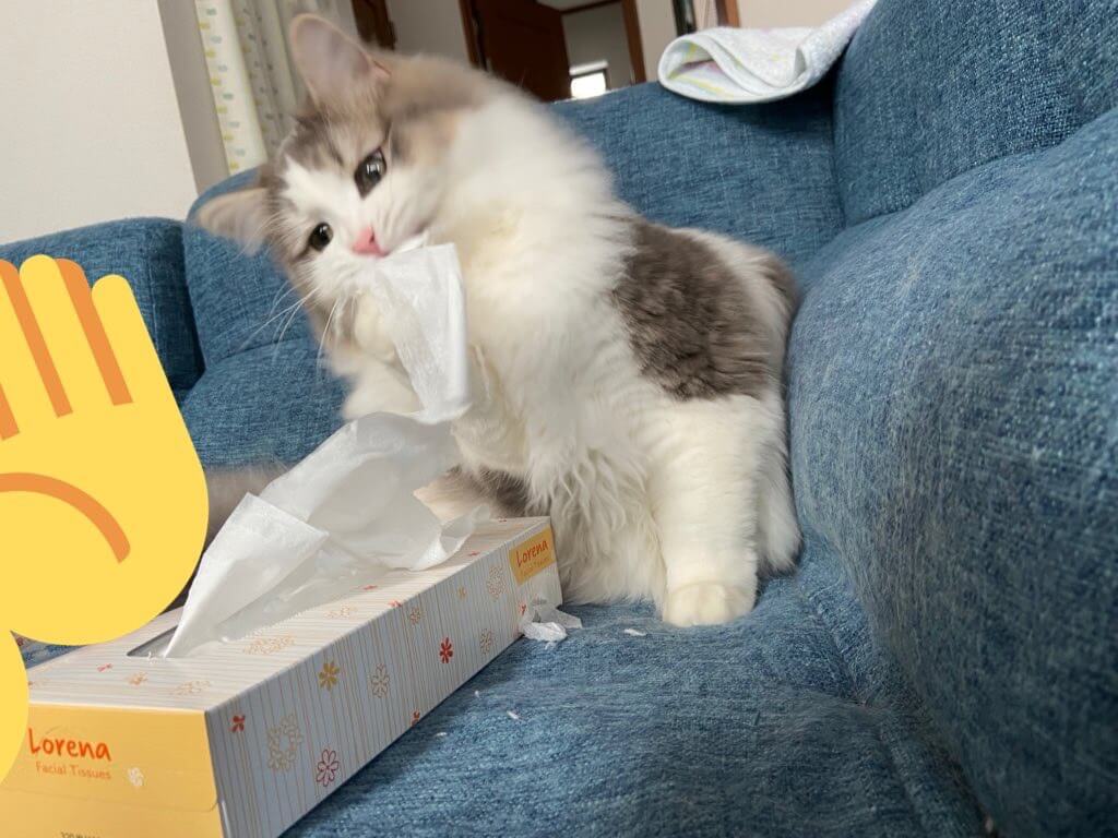 こんぶのイタズラ04