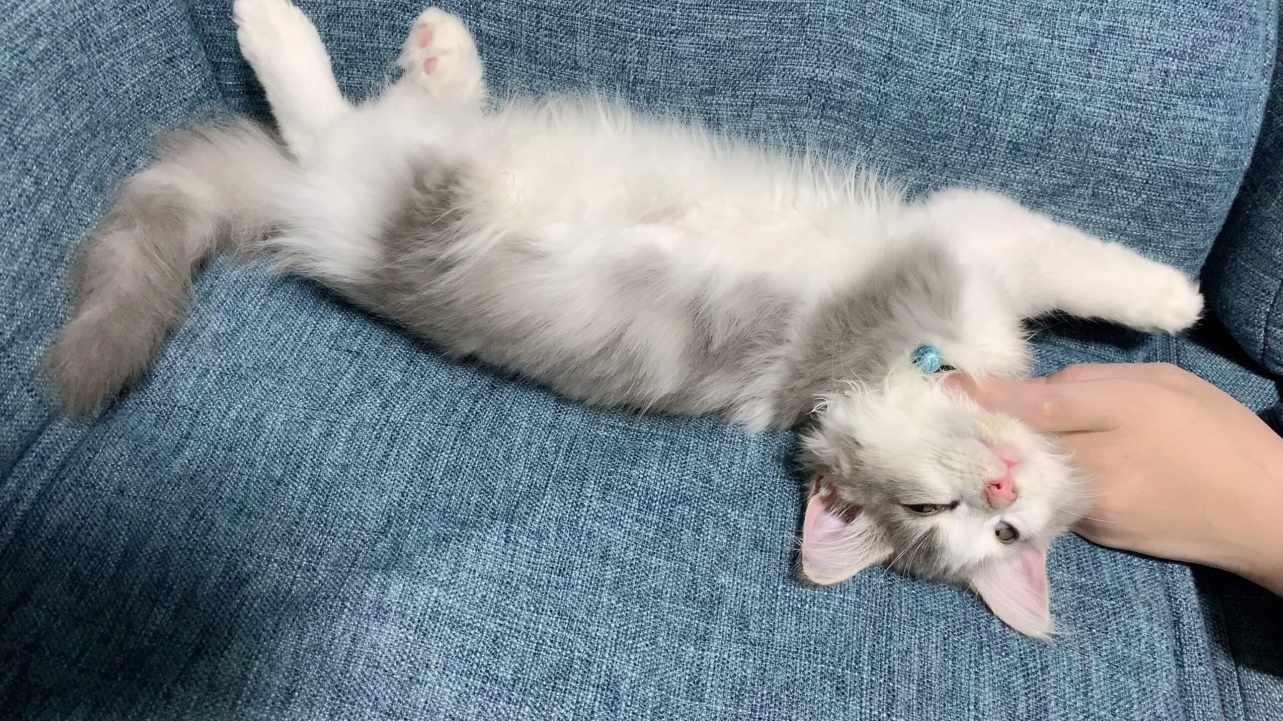 にぼしの寝相01