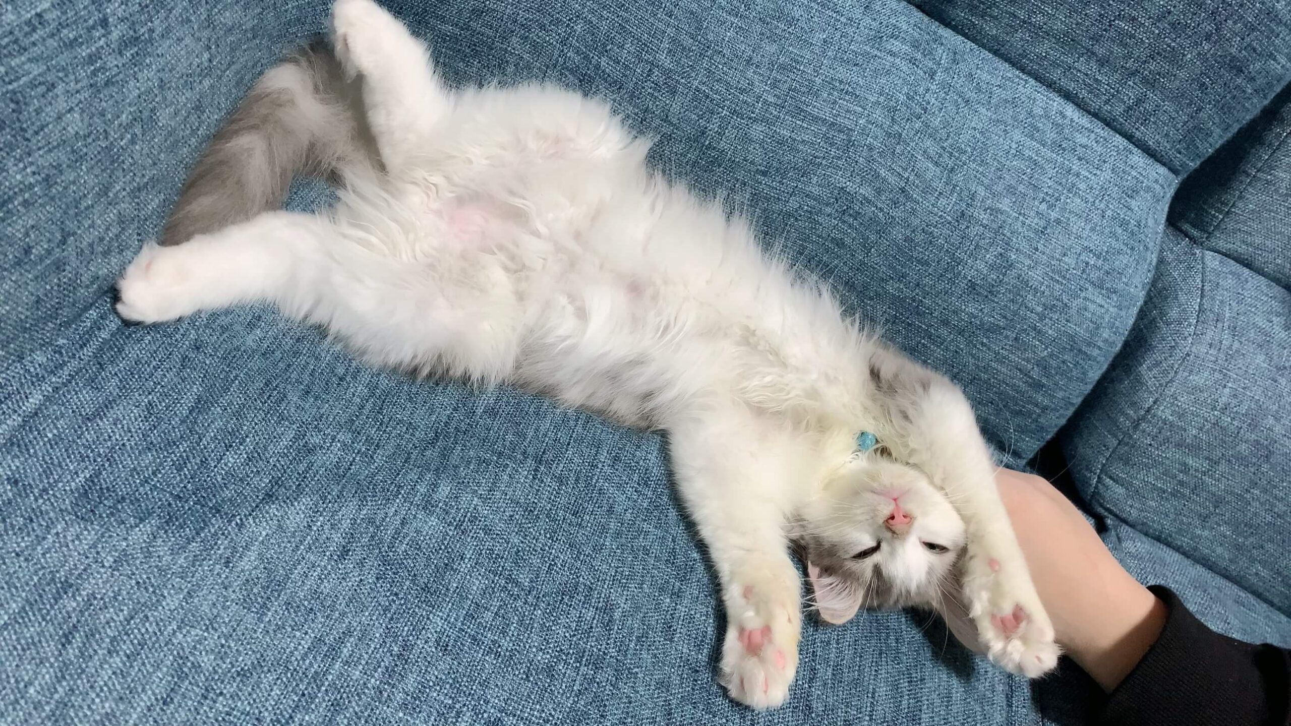 にぼしの寝相02