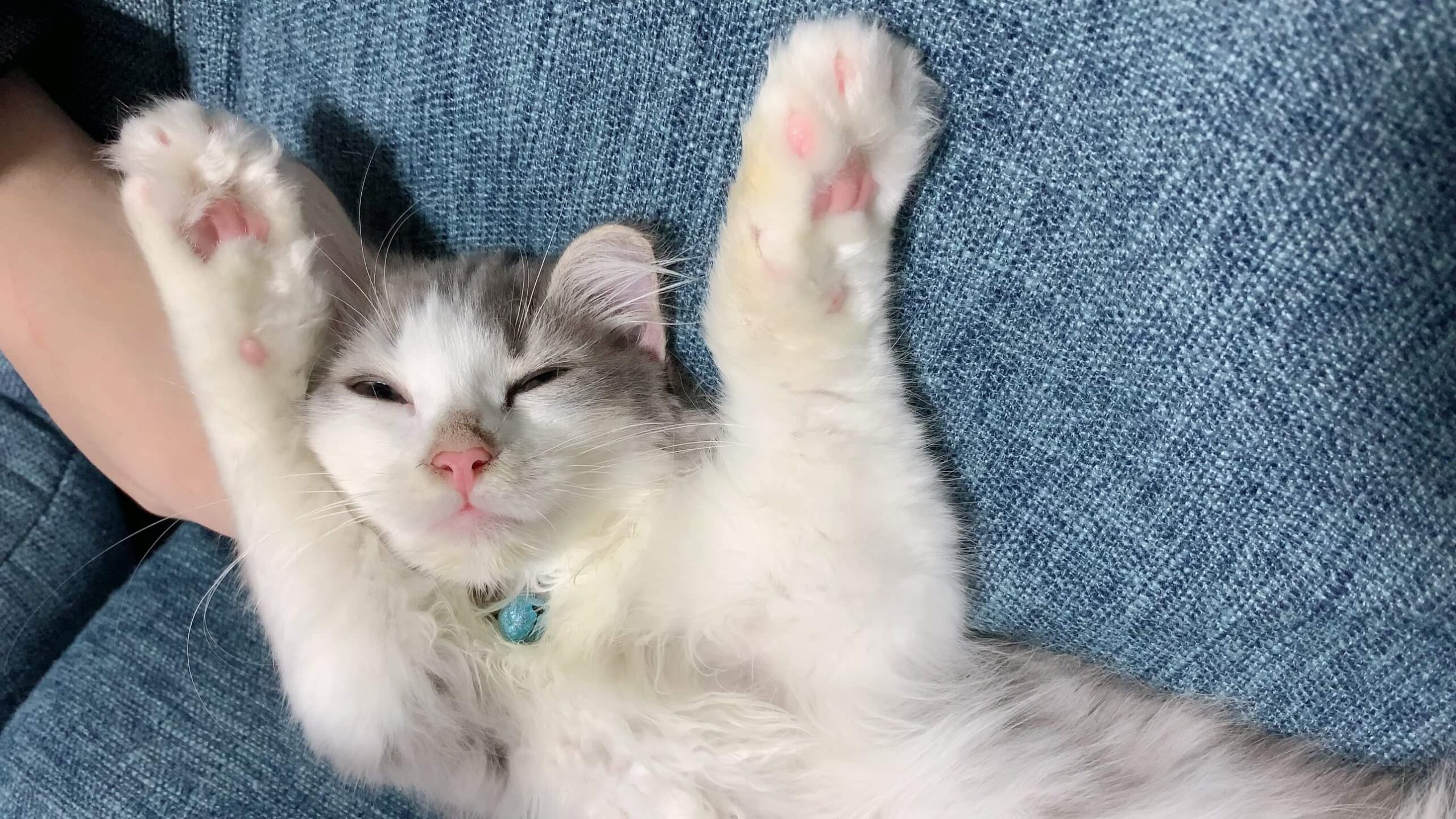 にぼしの寝相03