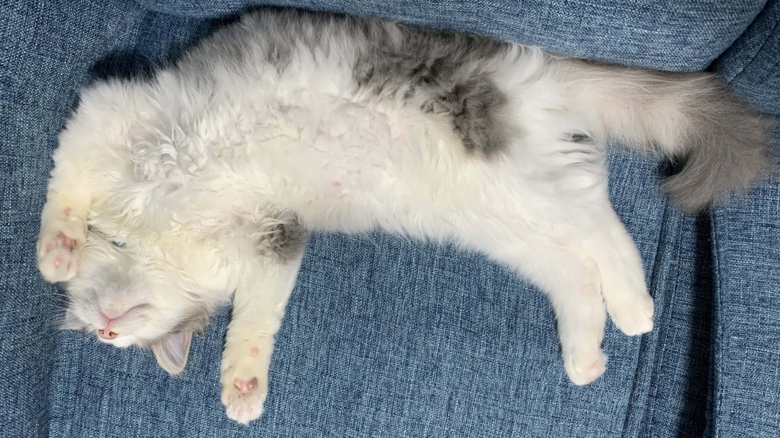 にぼしの寝相04