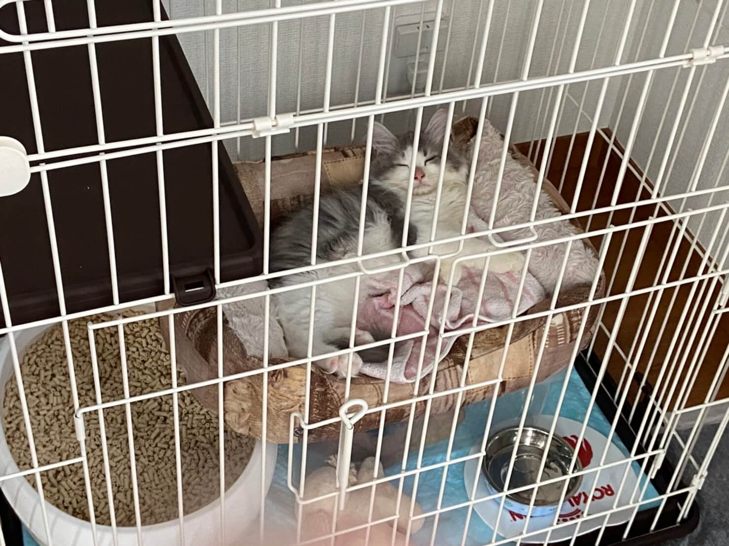 にぼし初めまして01