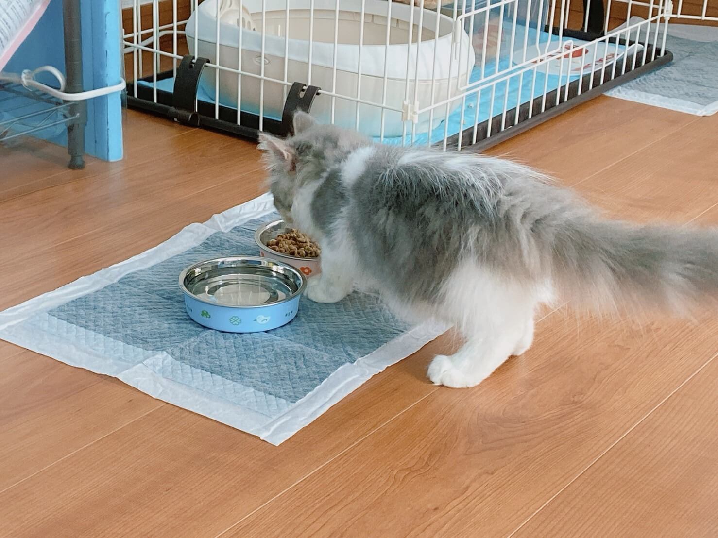 にぼし初めまして02