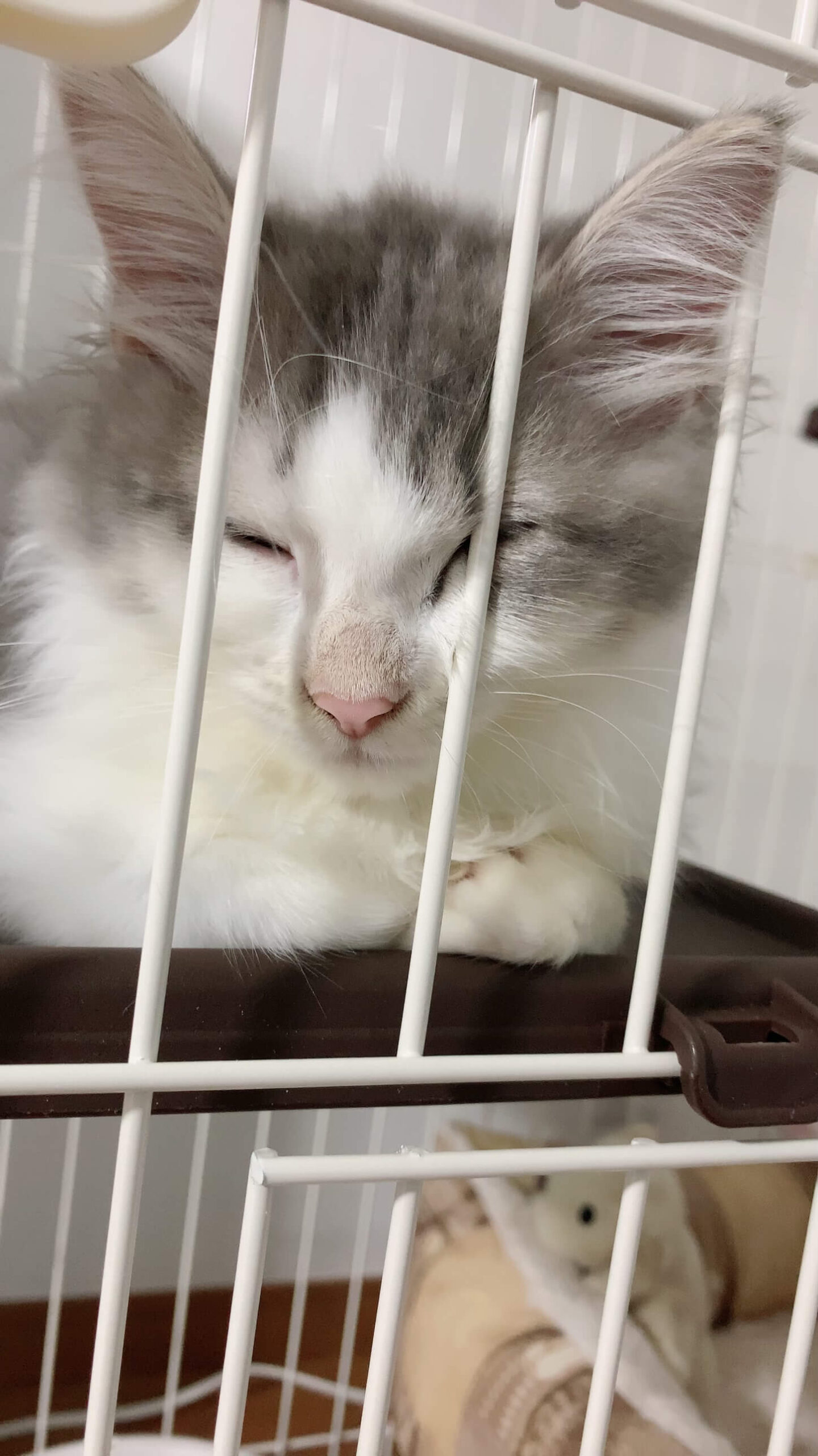 にぼし初めまして03