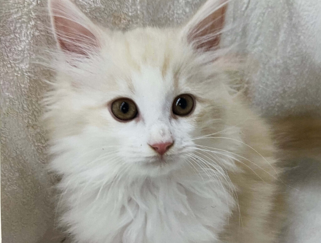 おかか初めまして01