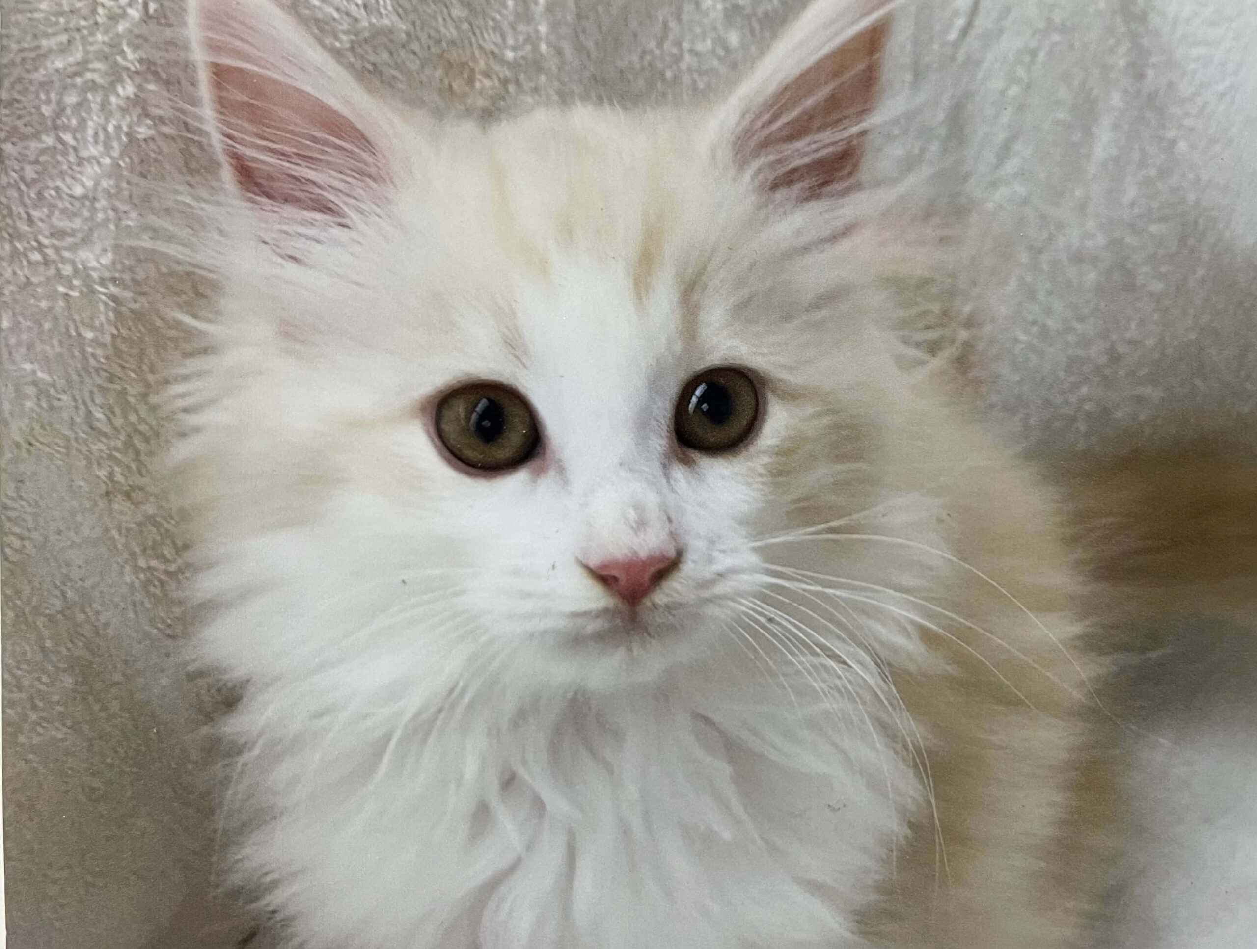 おかか初めまして01