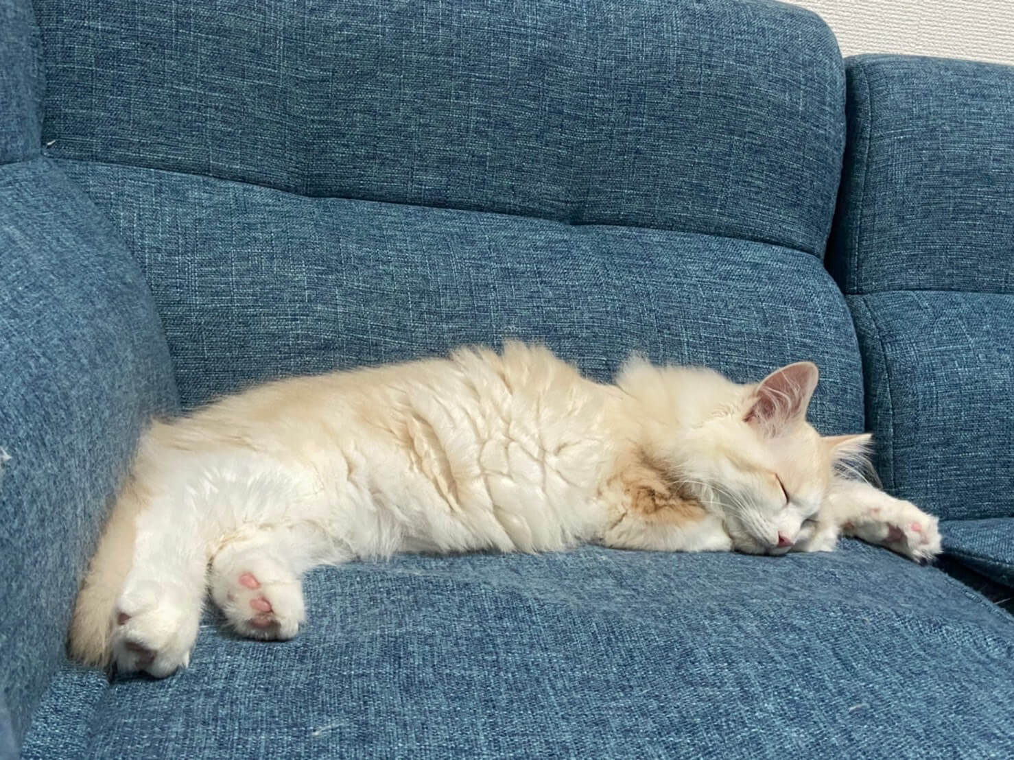 おかか初めまして02