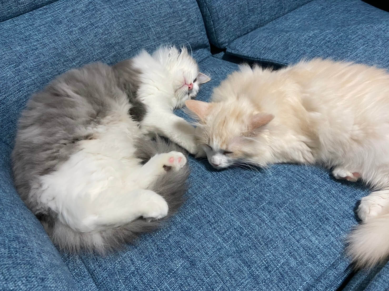 おかか初めまして03