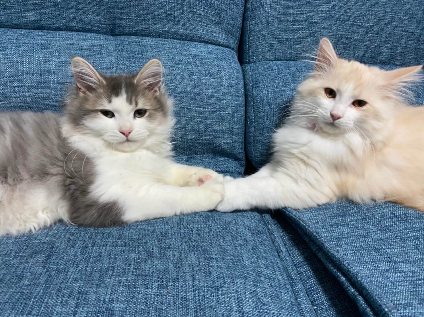 おかか初めまして04