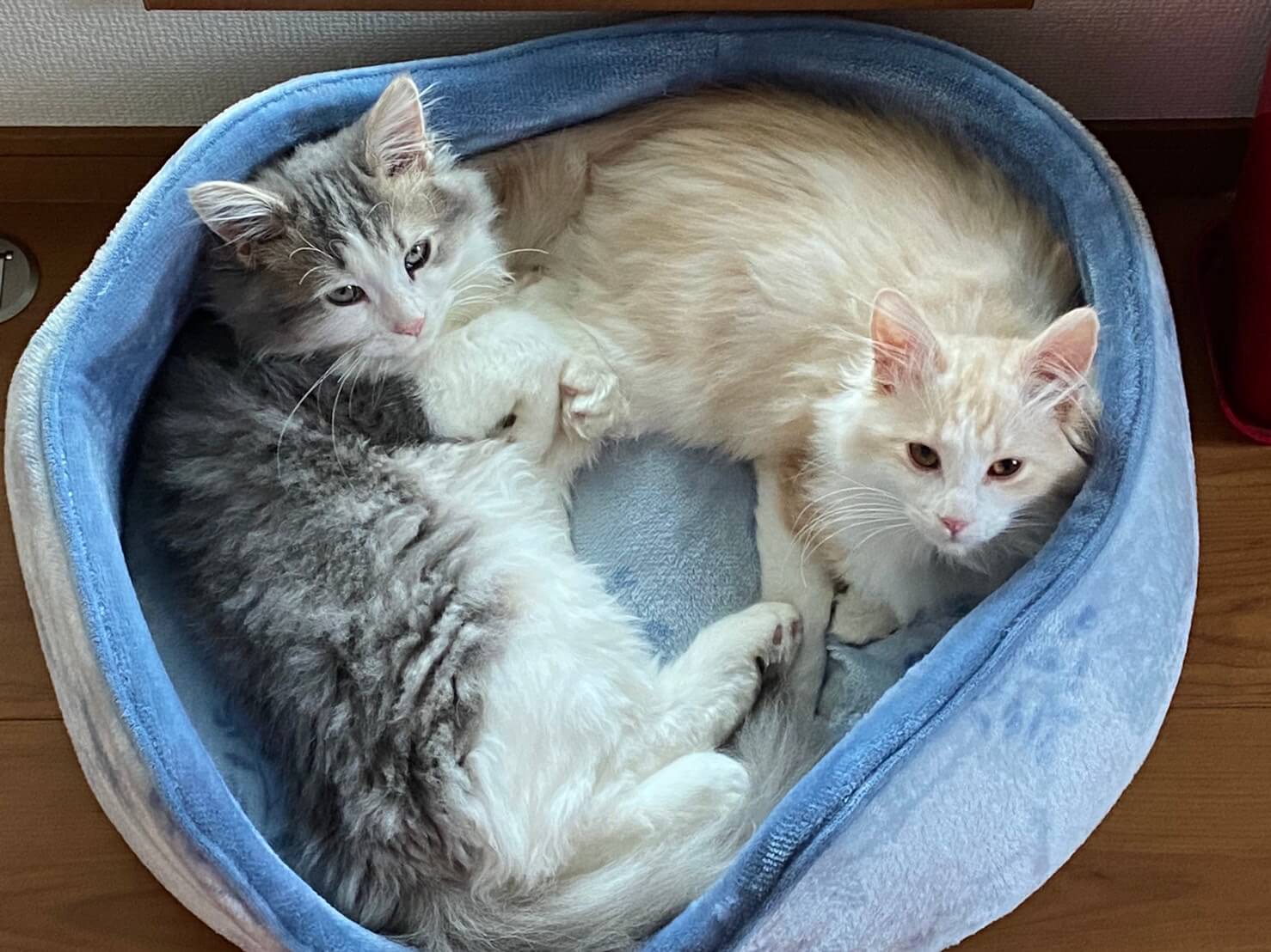 おかか初めまして05