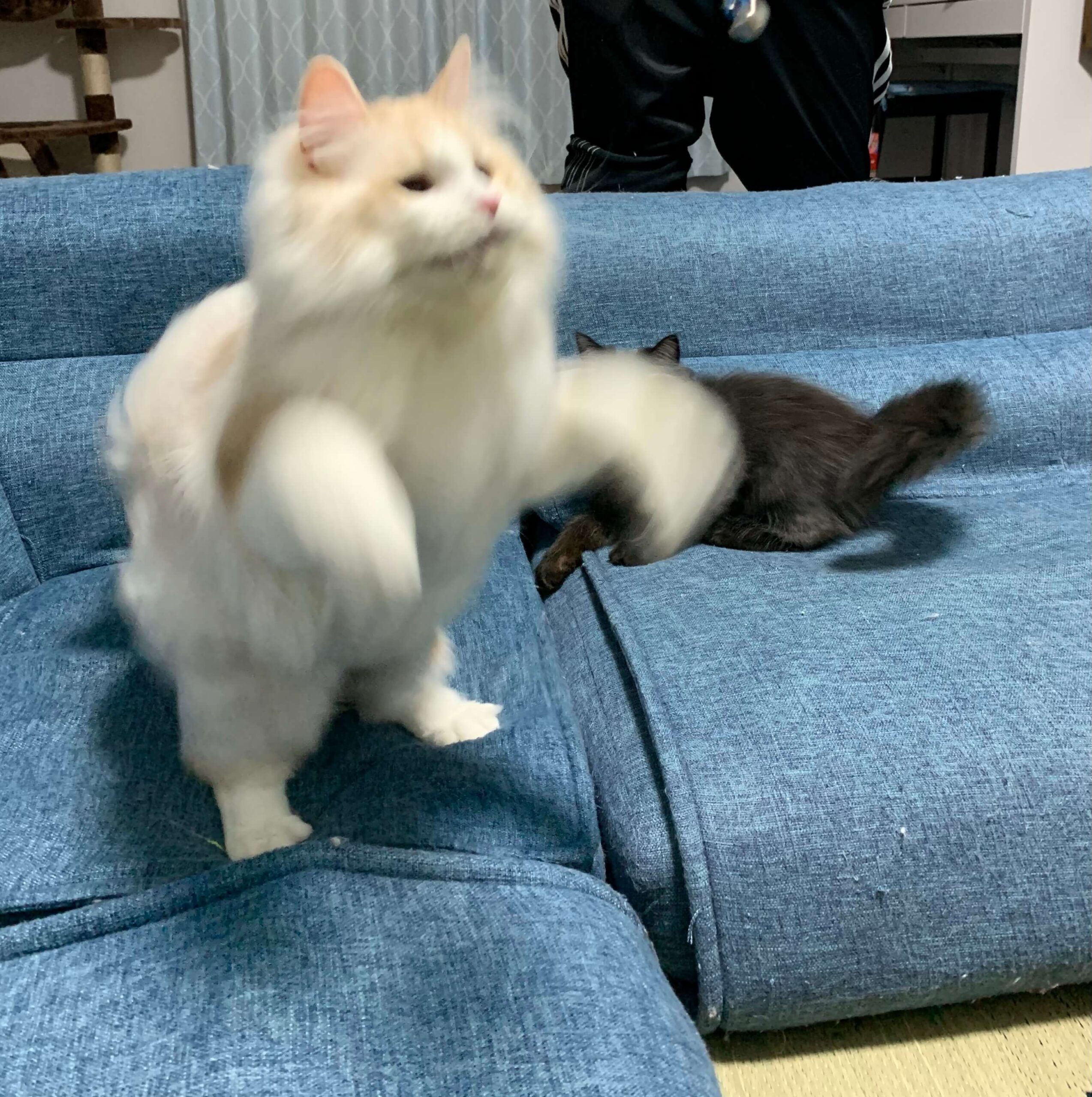 おかかのブレ画像01