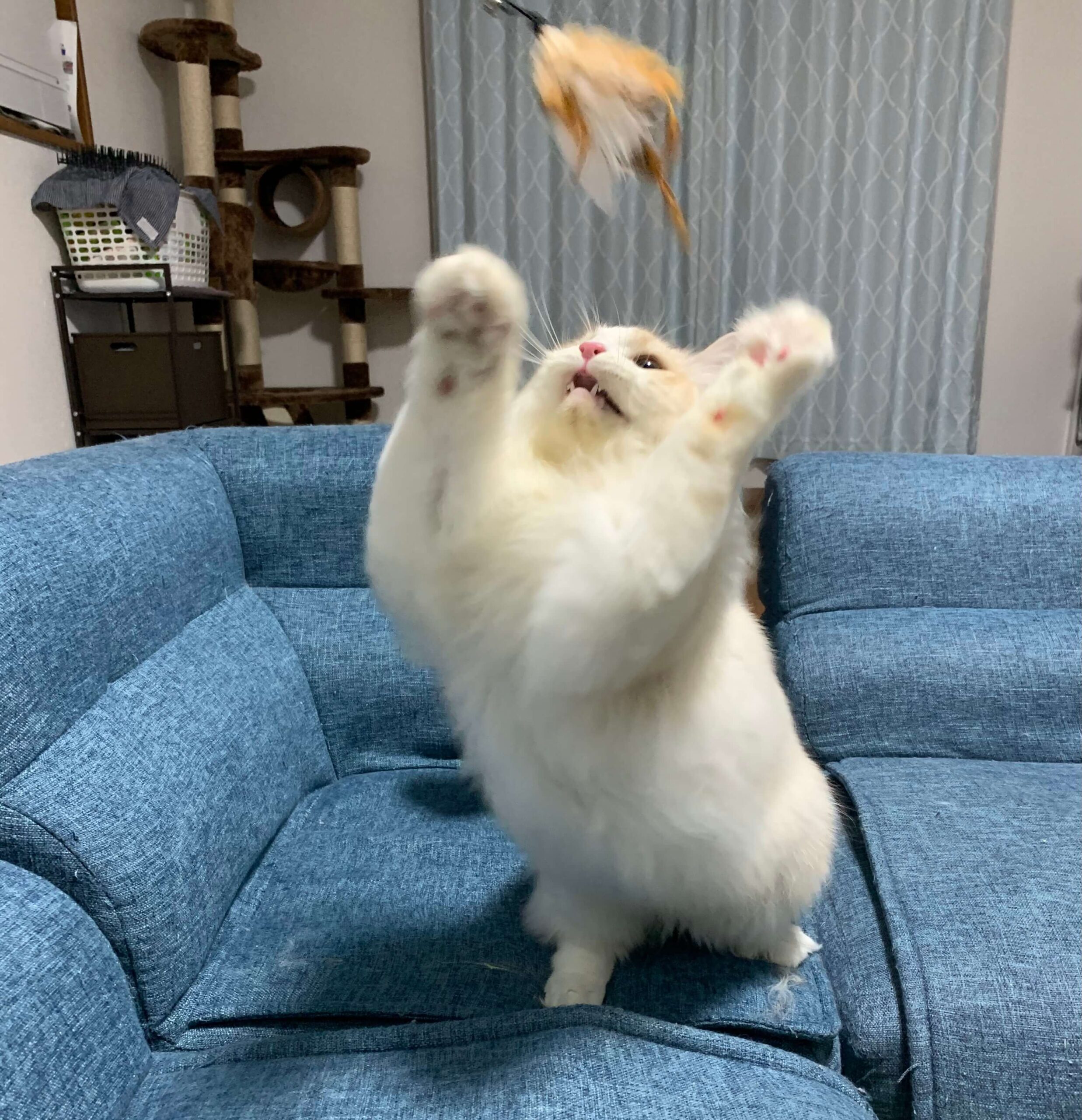 おかかのブレ画像01