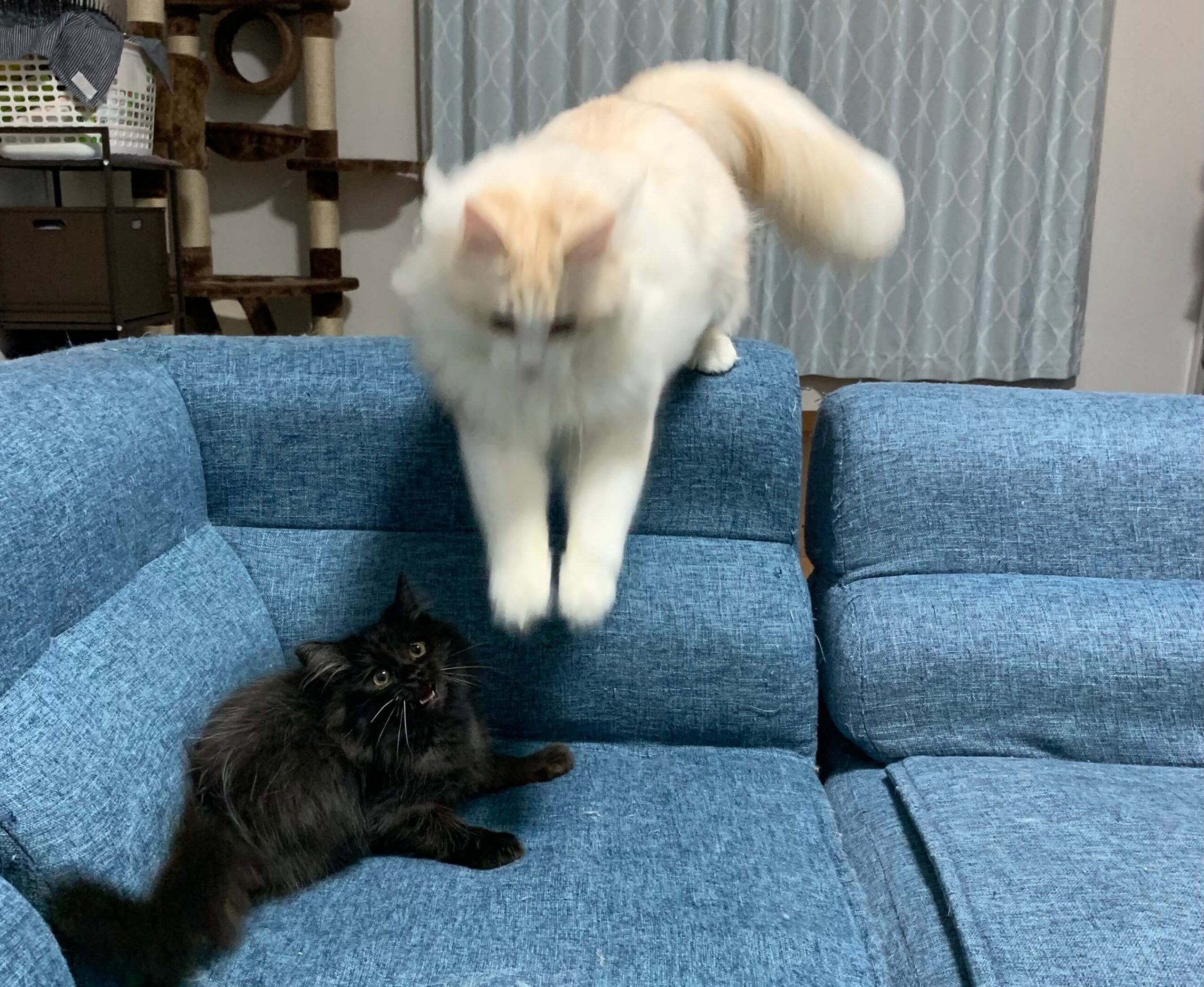 おかかのブレ画像03