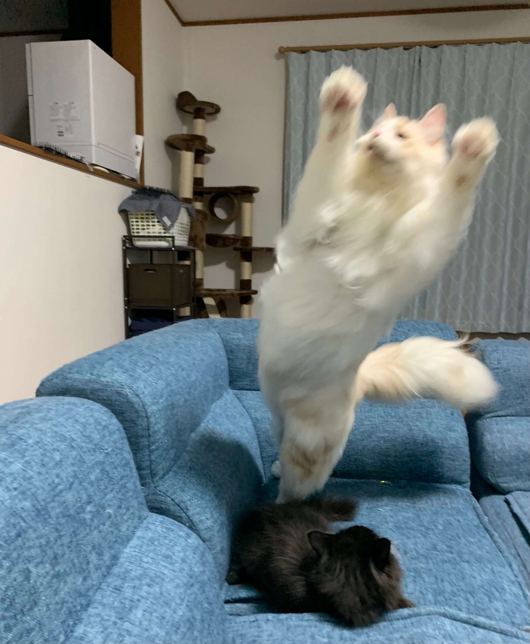 おかかのブレ画像04