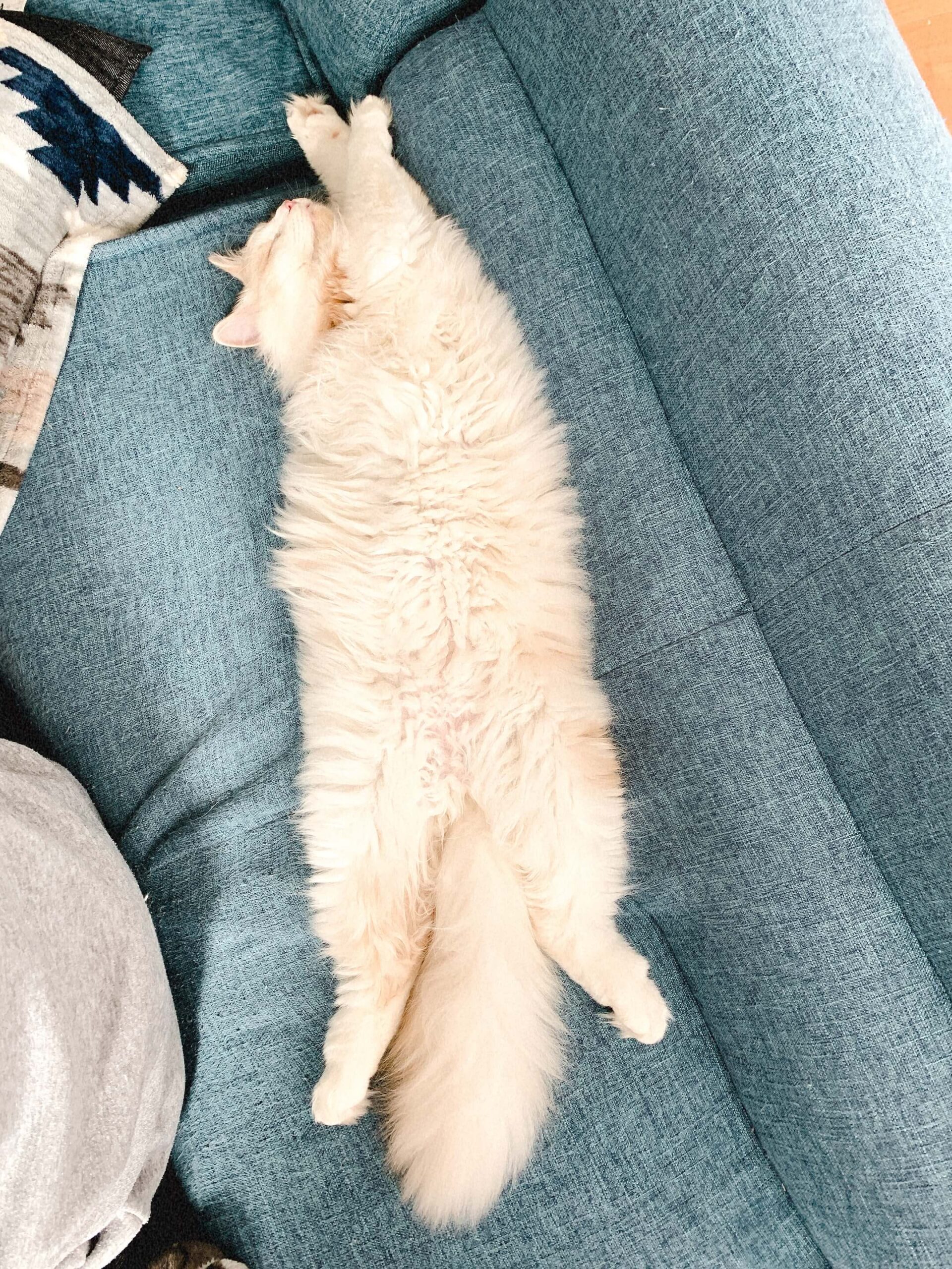 おかかの寝相01