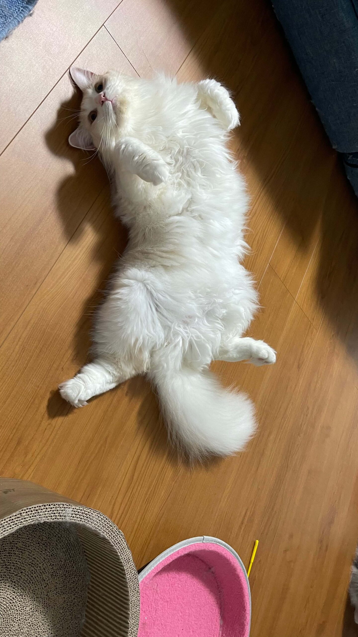 おかかの寝相02