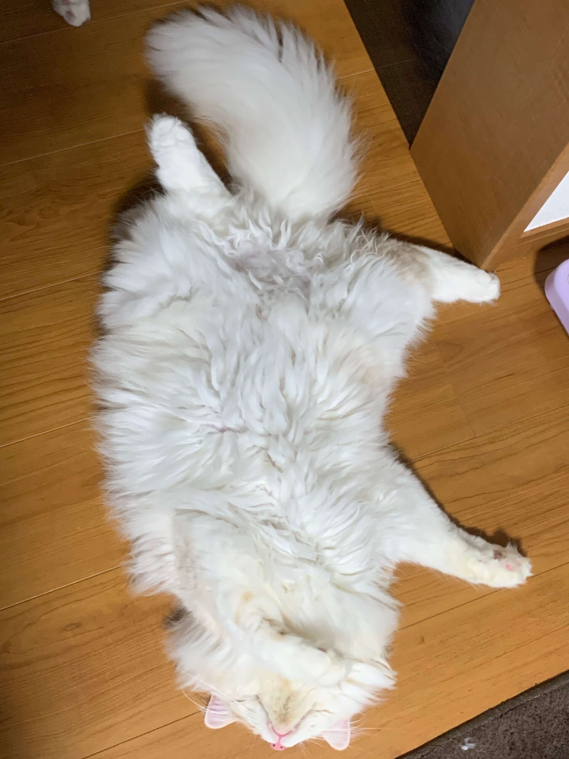 おかかの寝相03