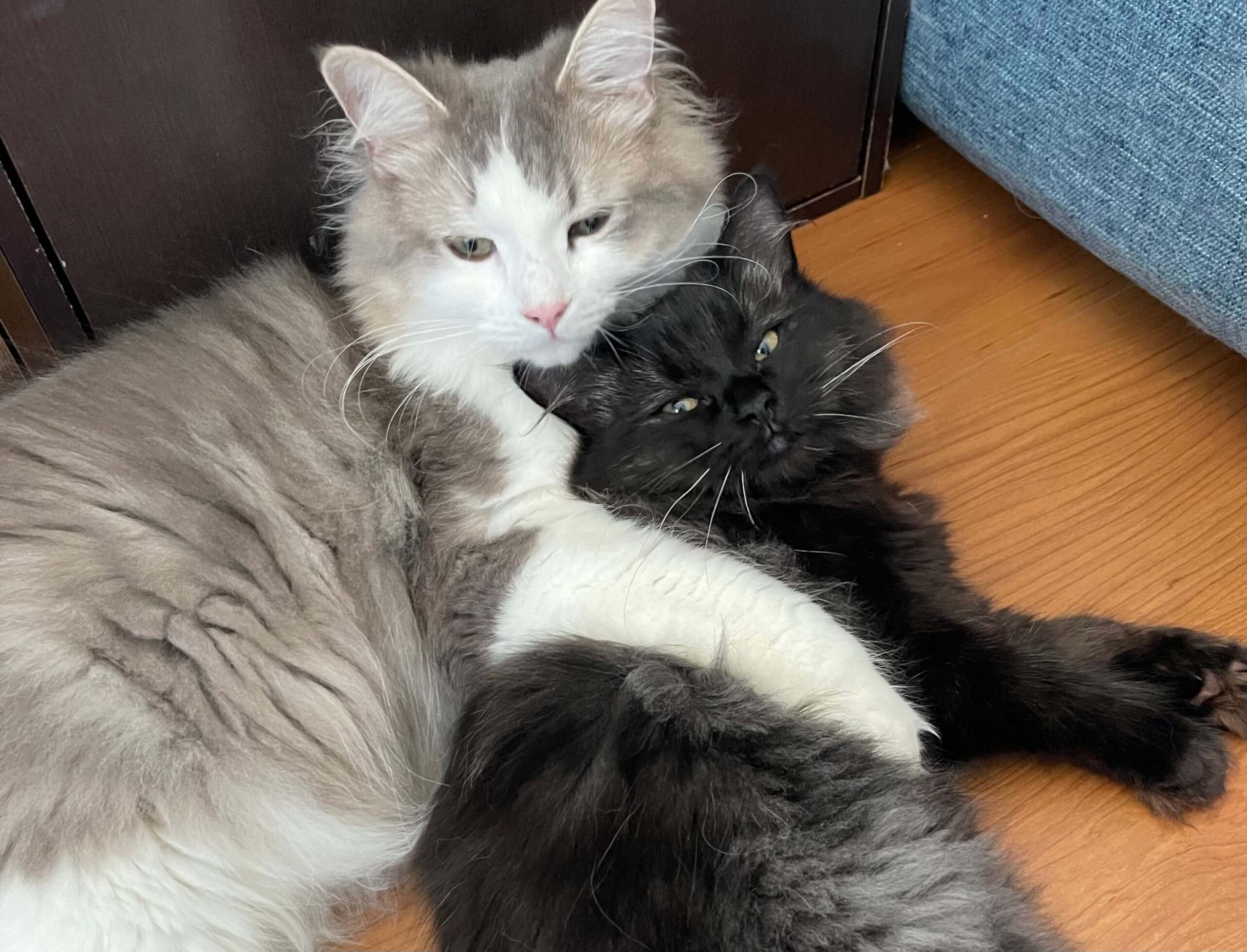 にぼしとこんぶ01