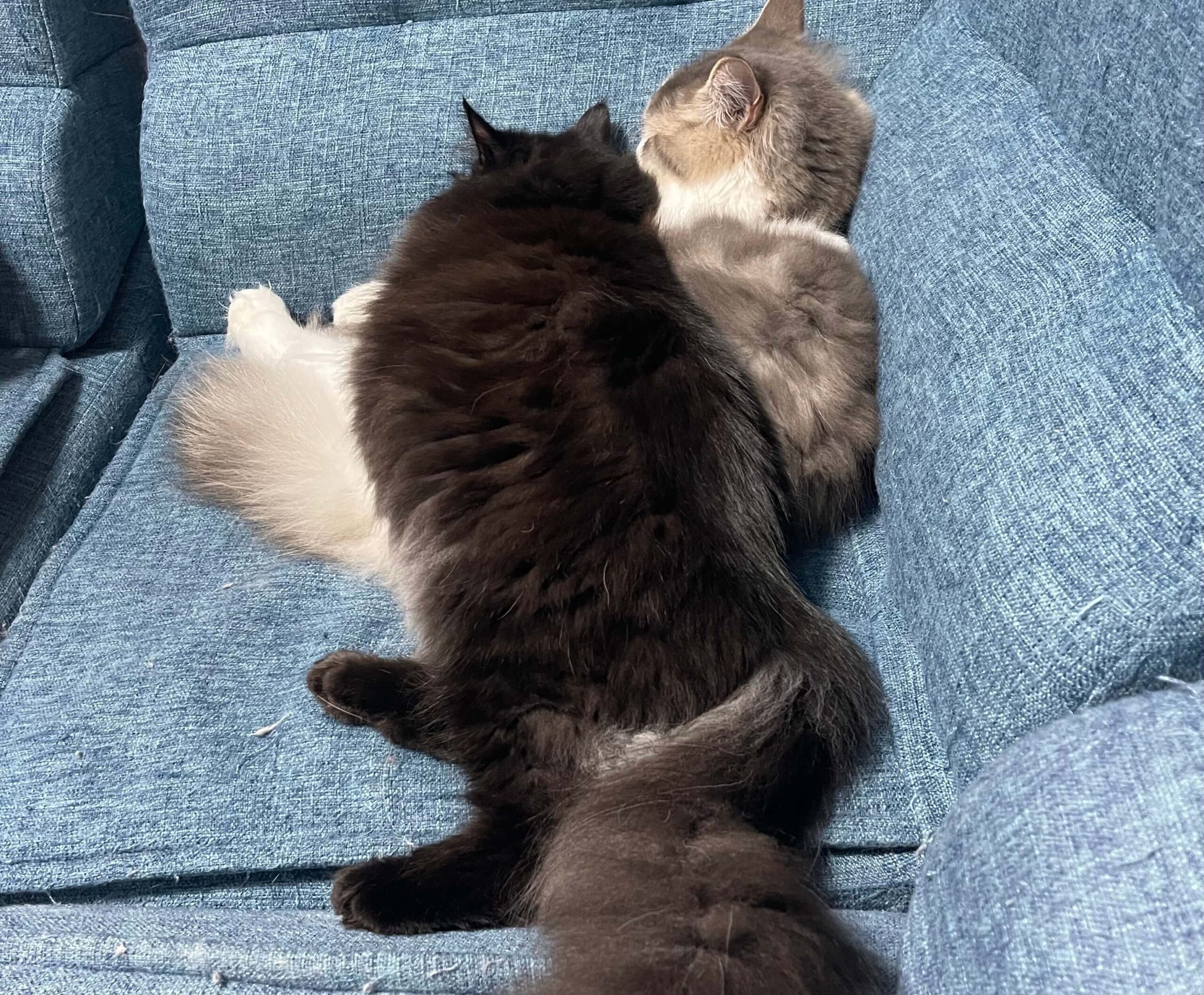 にぼしとこんぶ02