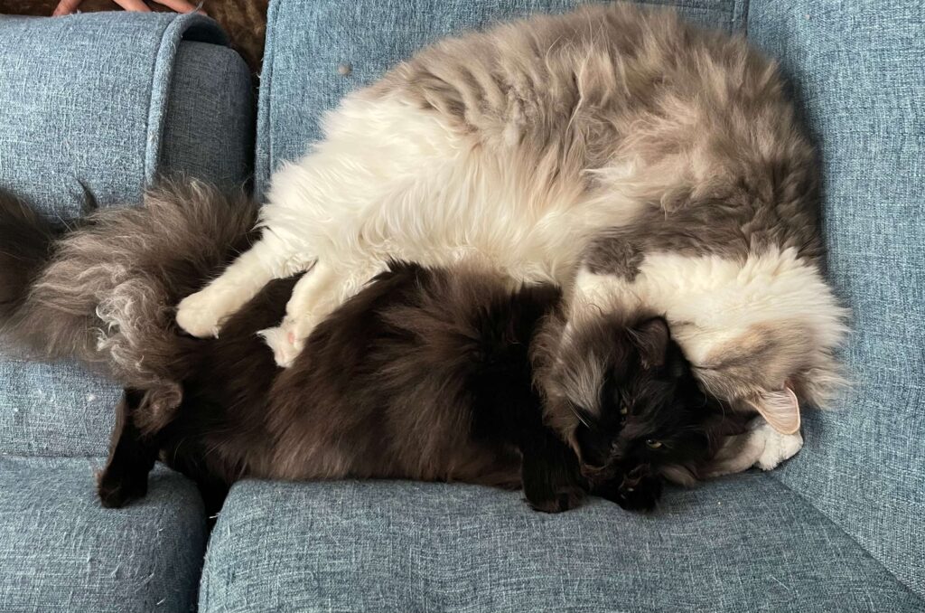 にぼしとこんぶ04