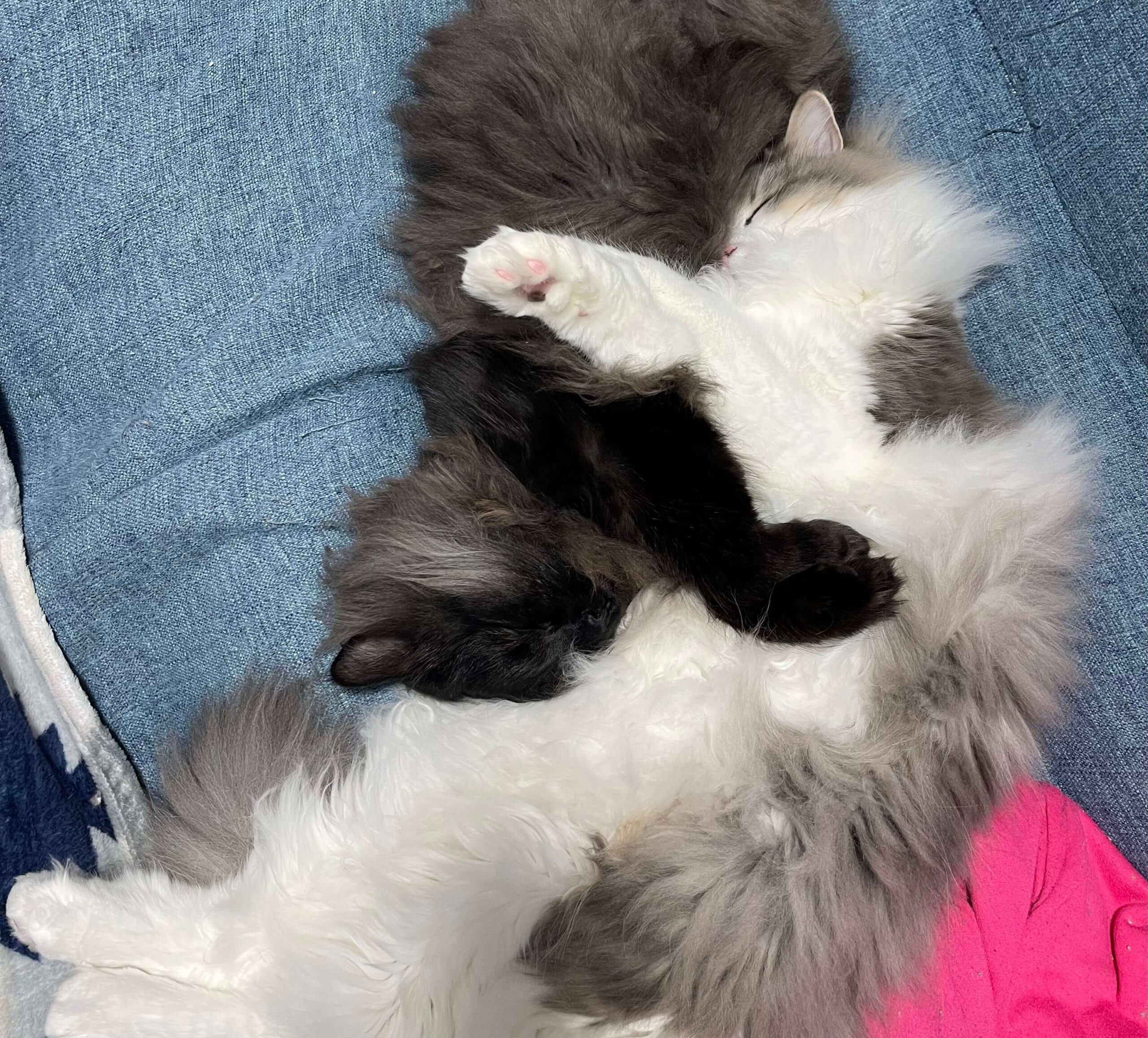 にぼしとこんぶ05