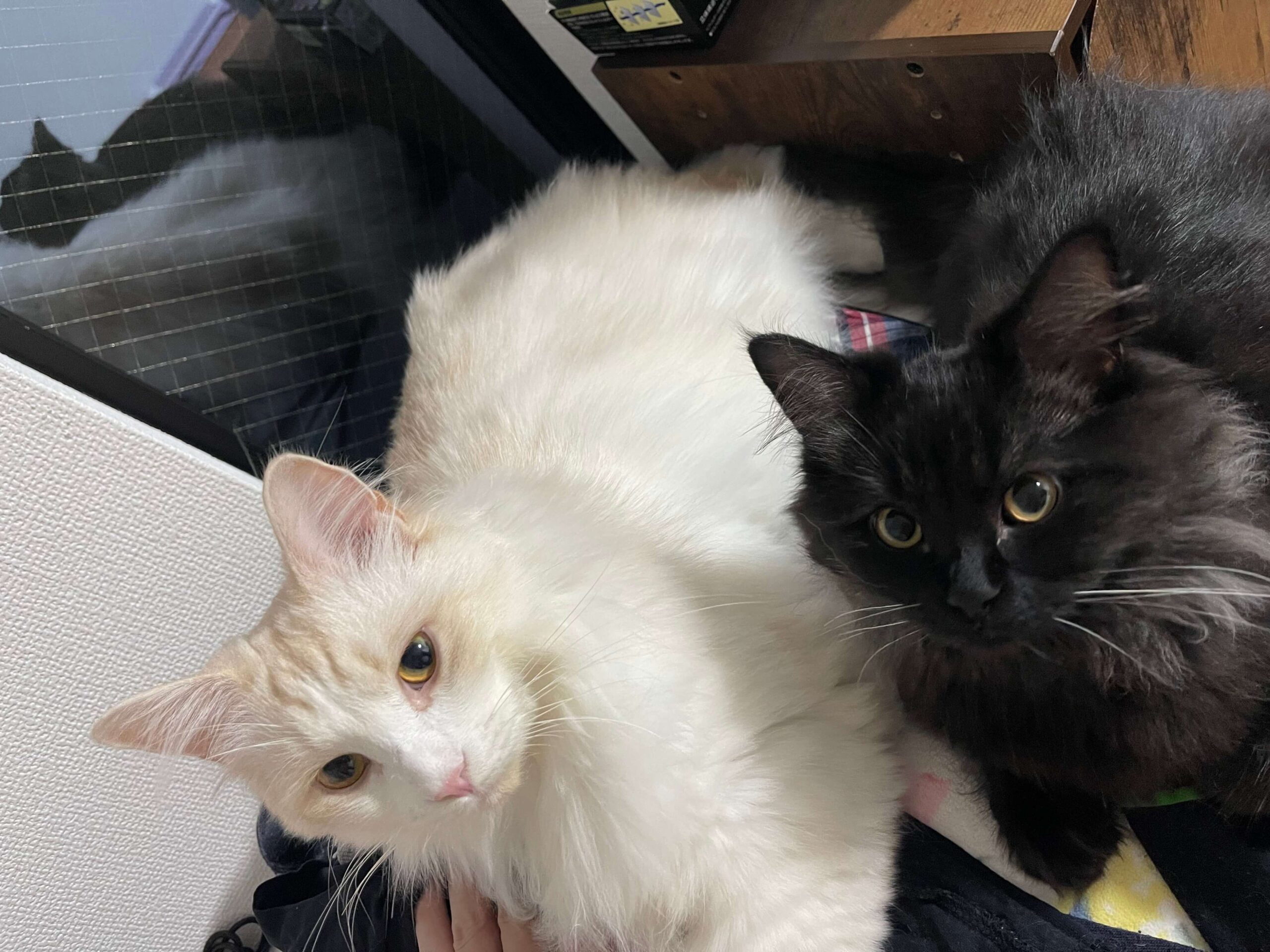 おかかとこんぶ01