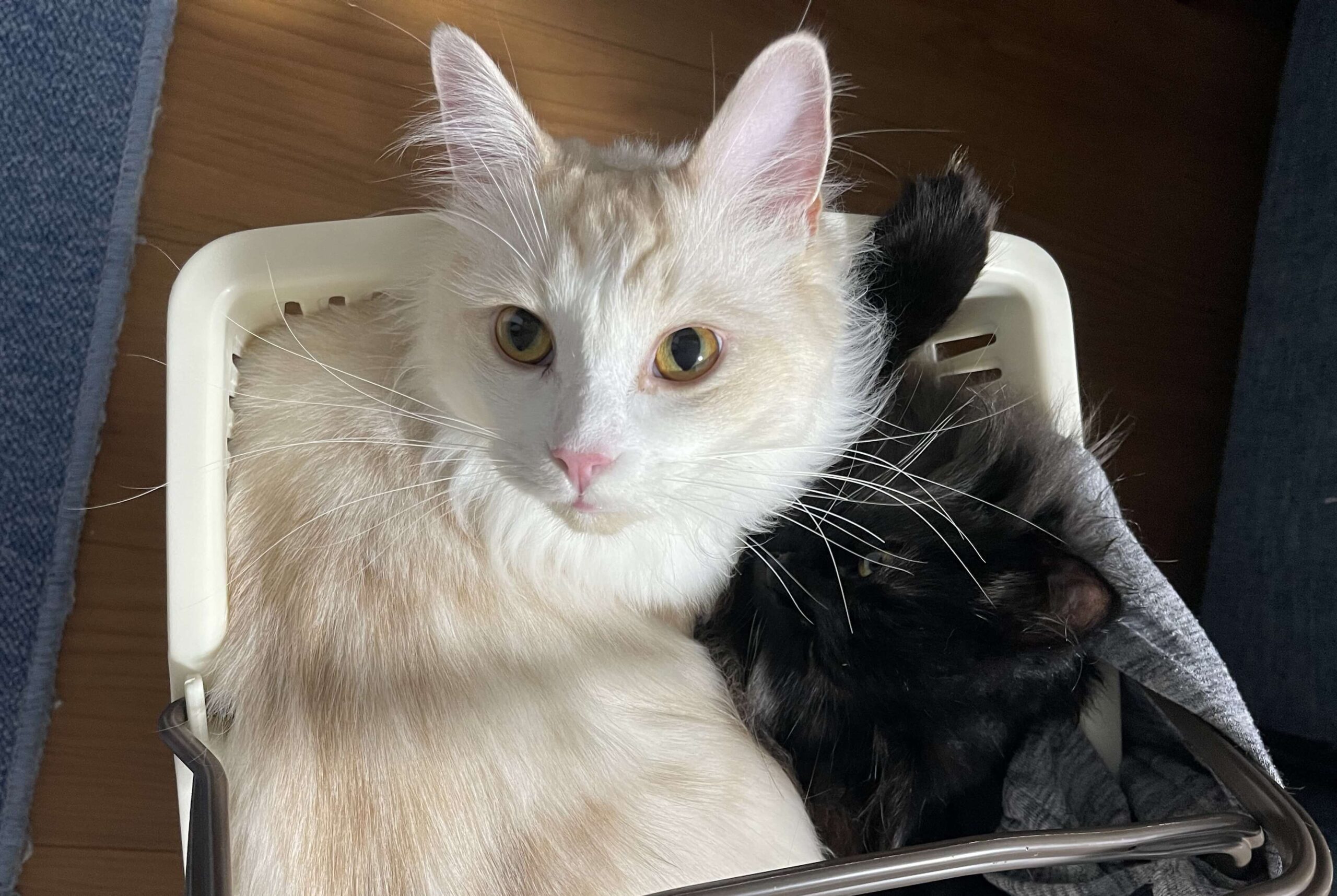 おかかとこんぶ02