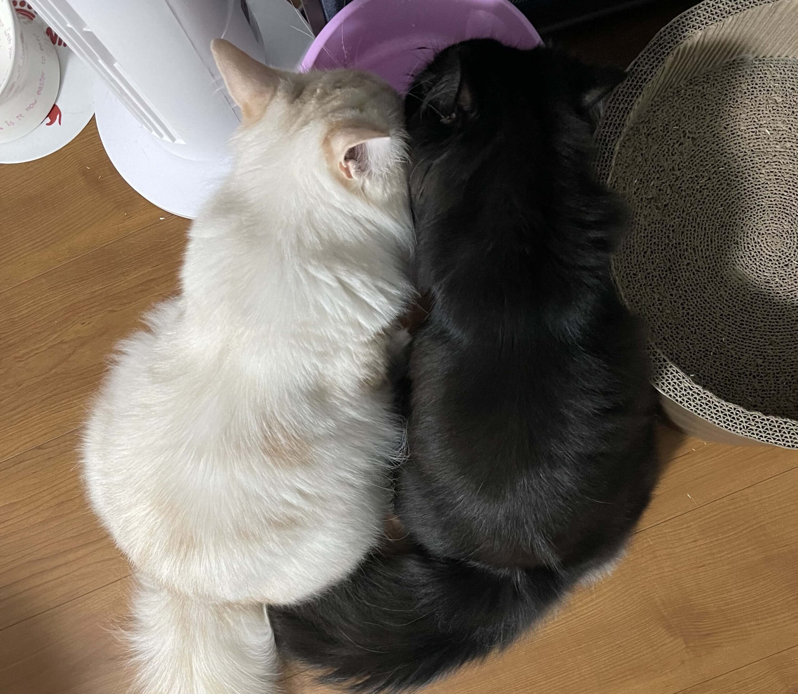 おかかとこんぶ03