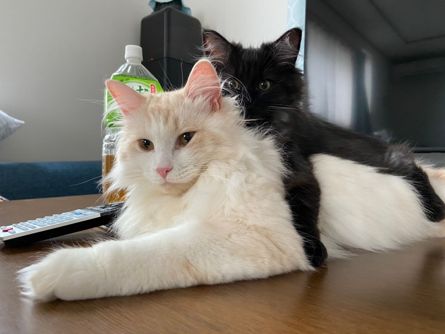 おかかとこんぶ04