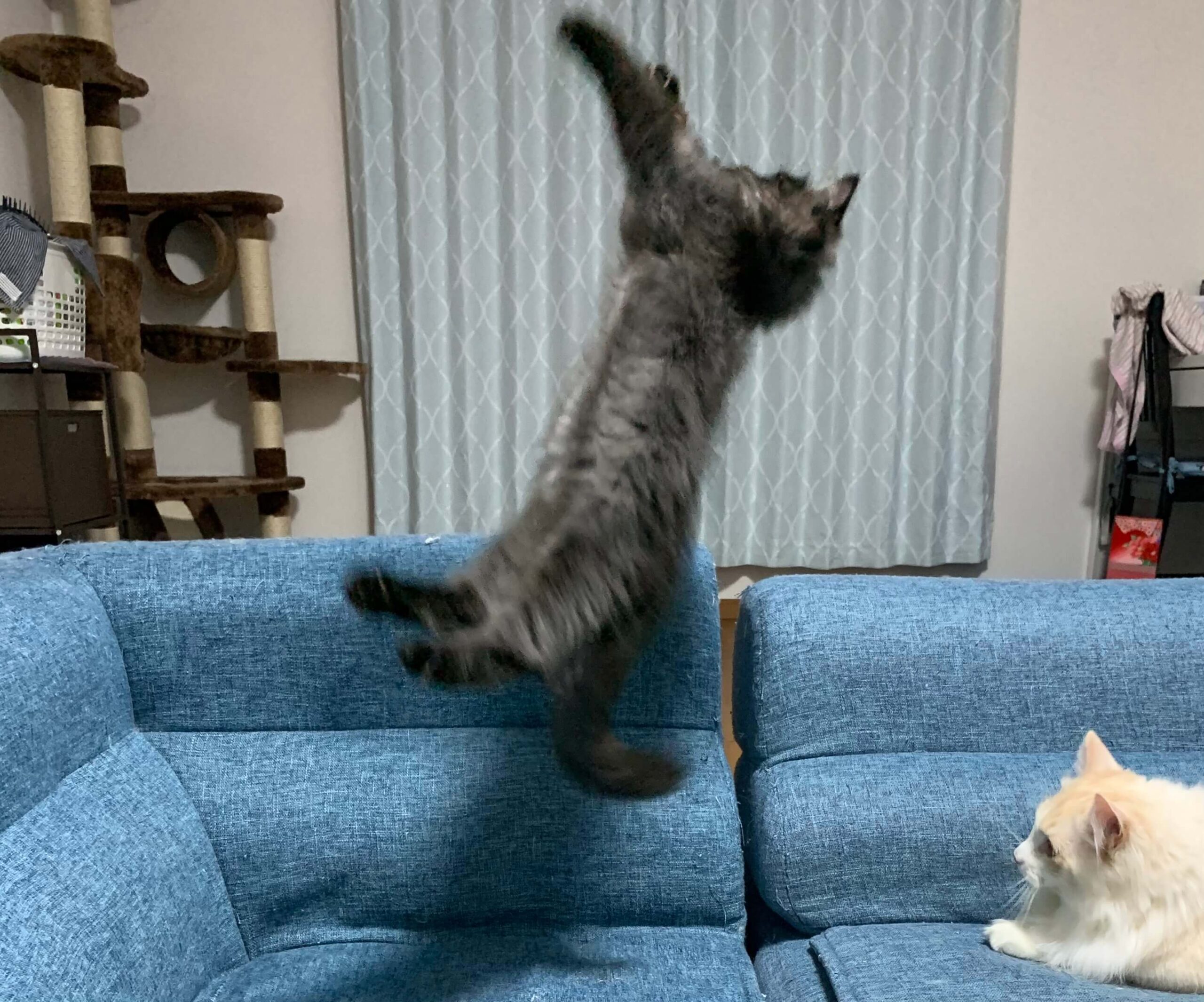 こんぶのブレ画像01