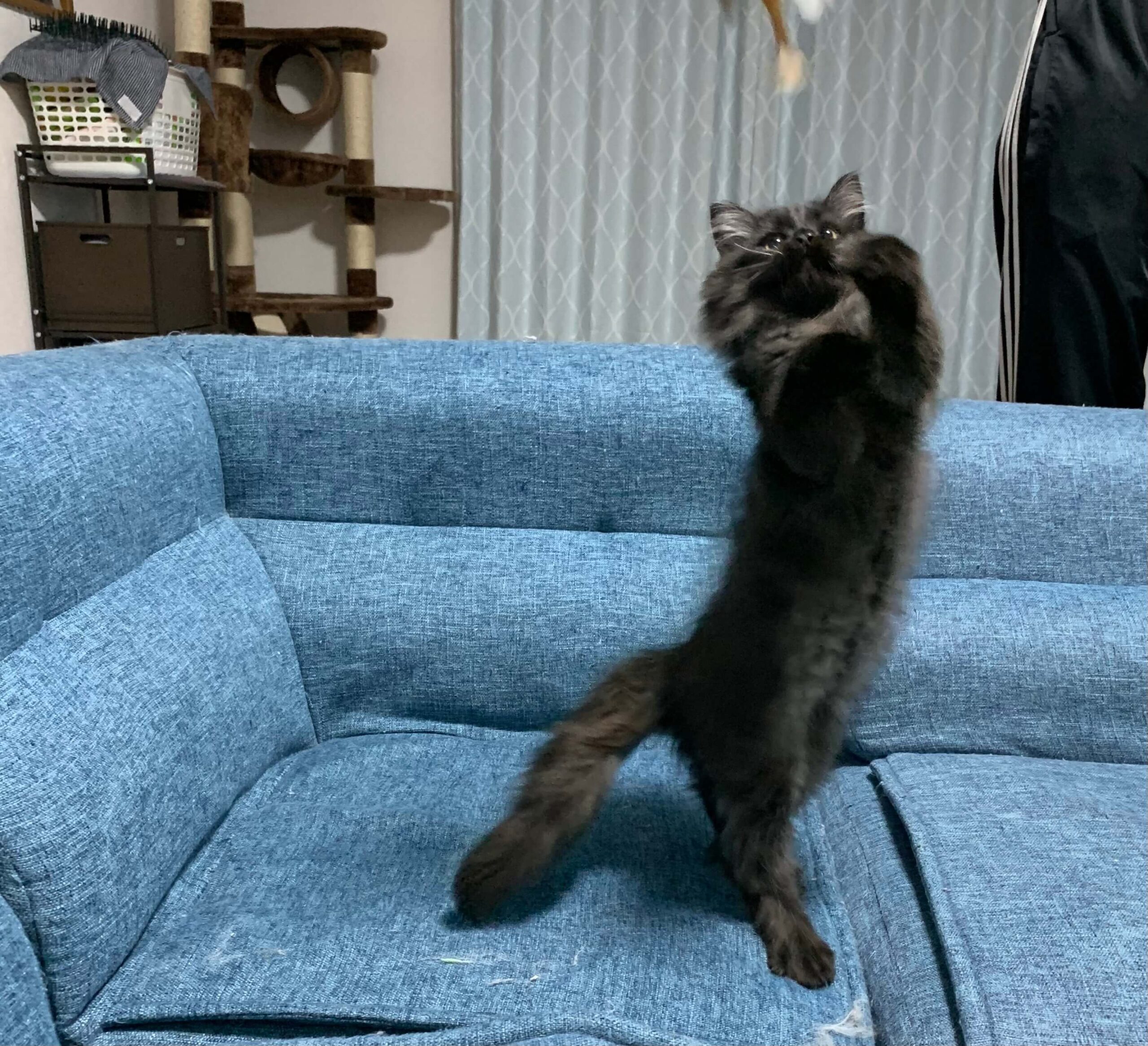 こんぶのブレ画像03