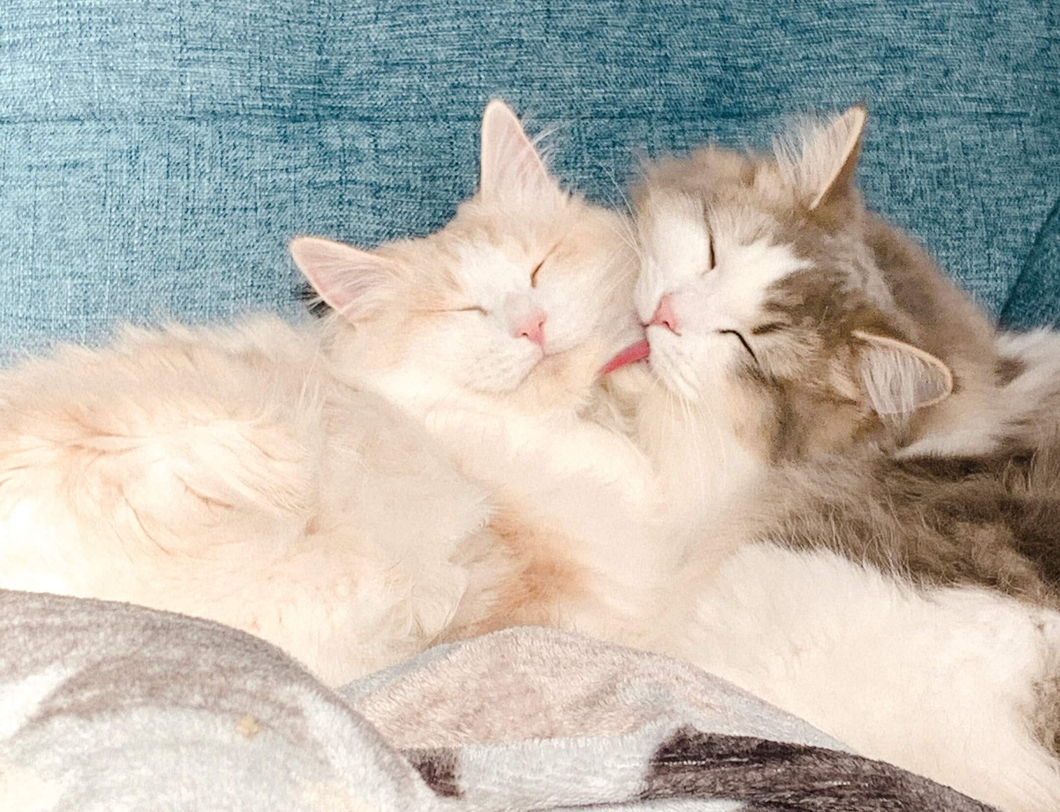 にぼしとおかかの毛繕い01