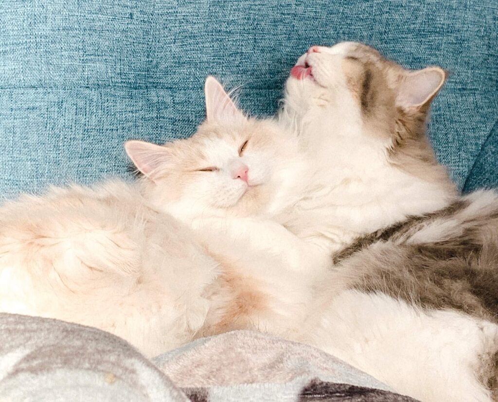 にぼしとおかかの毛繕い02