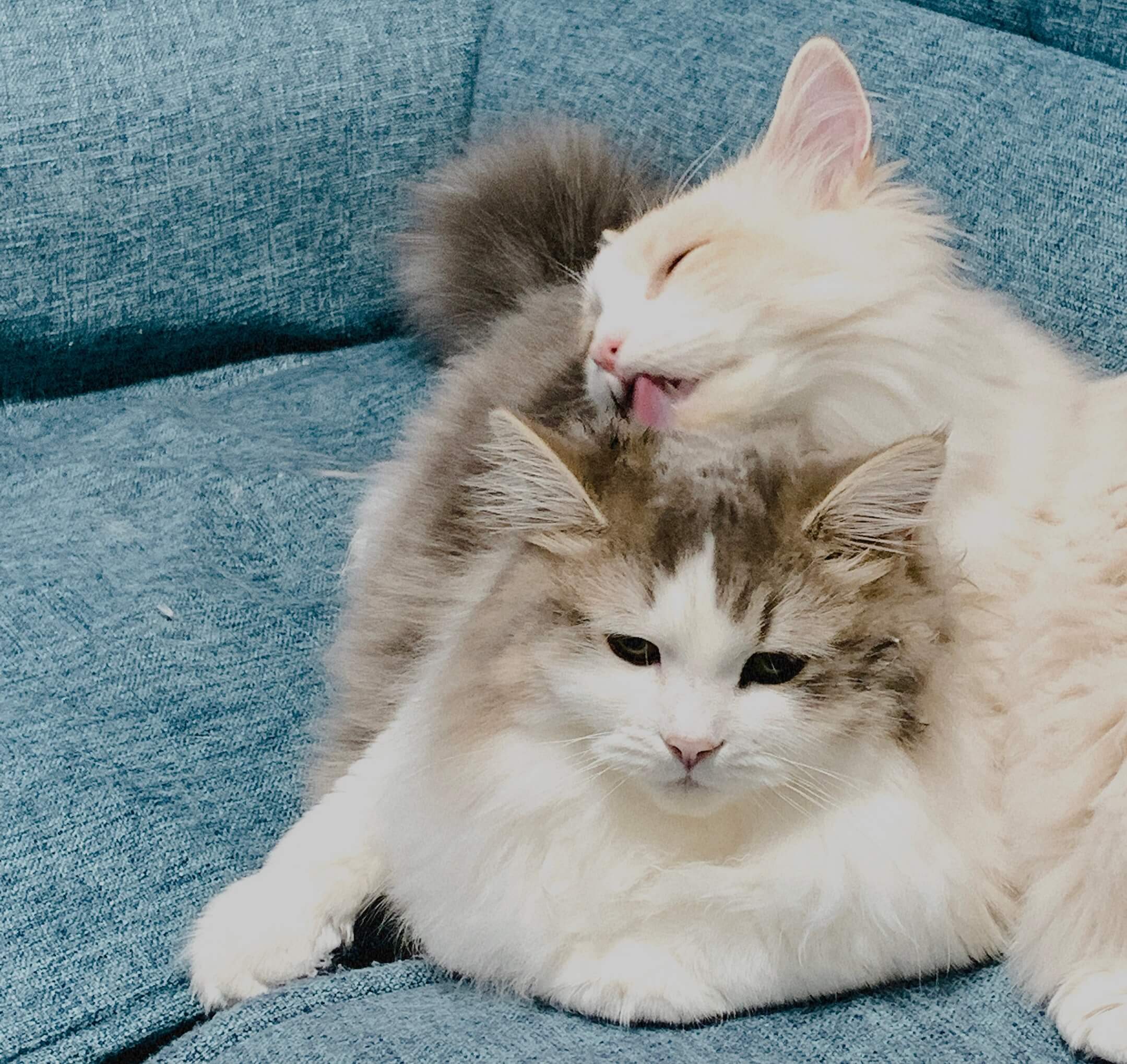 にぼしとおかかの毛繕い01