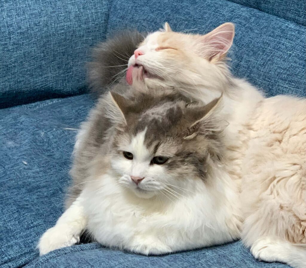 にぼしとおかかの毛繕い04