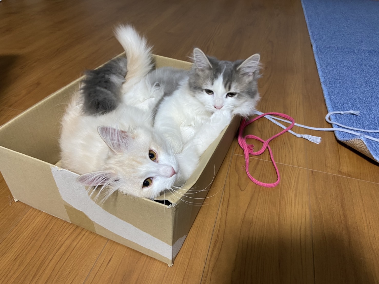 にぼしの箱入り02