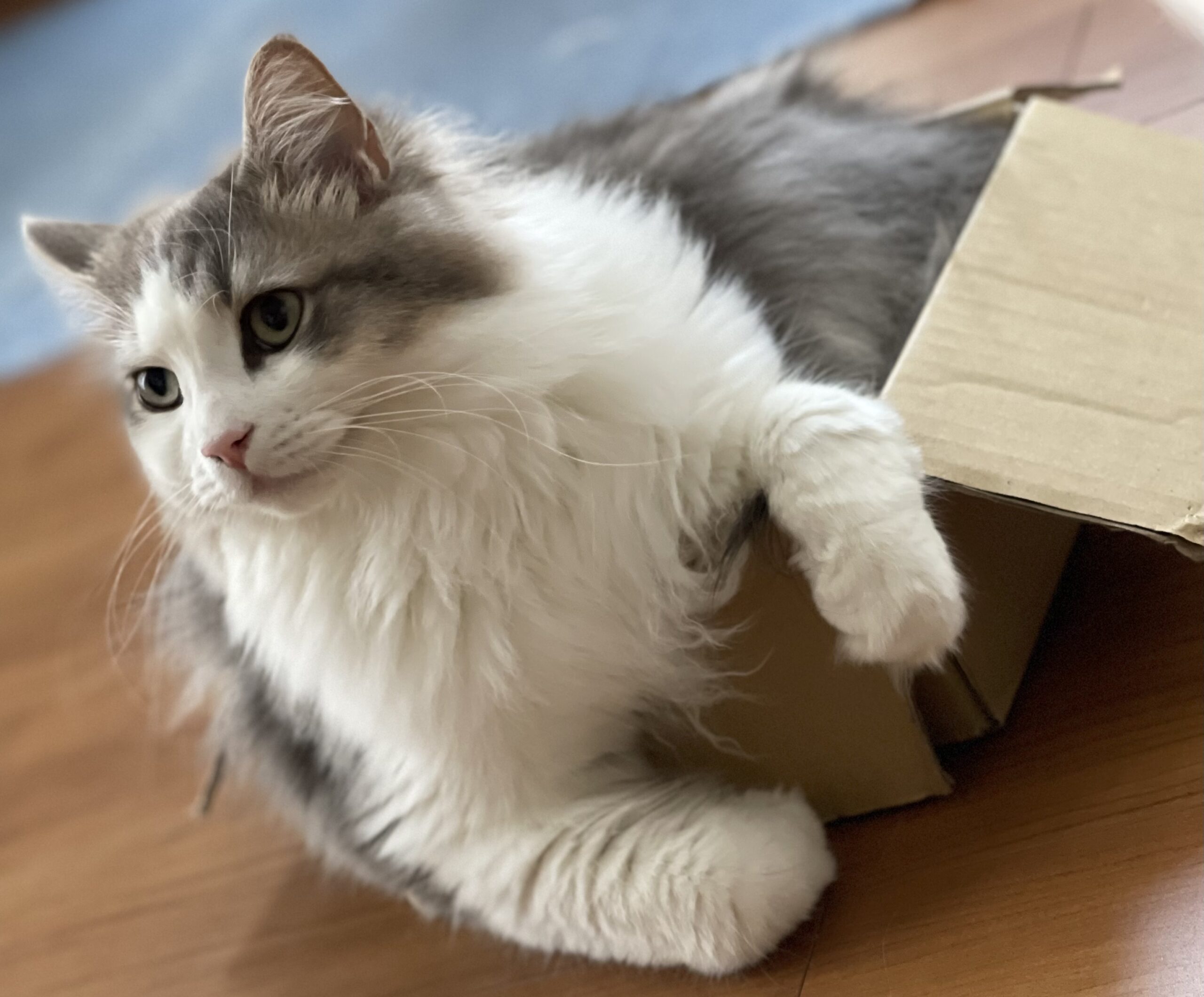 にぼしの箱入り03