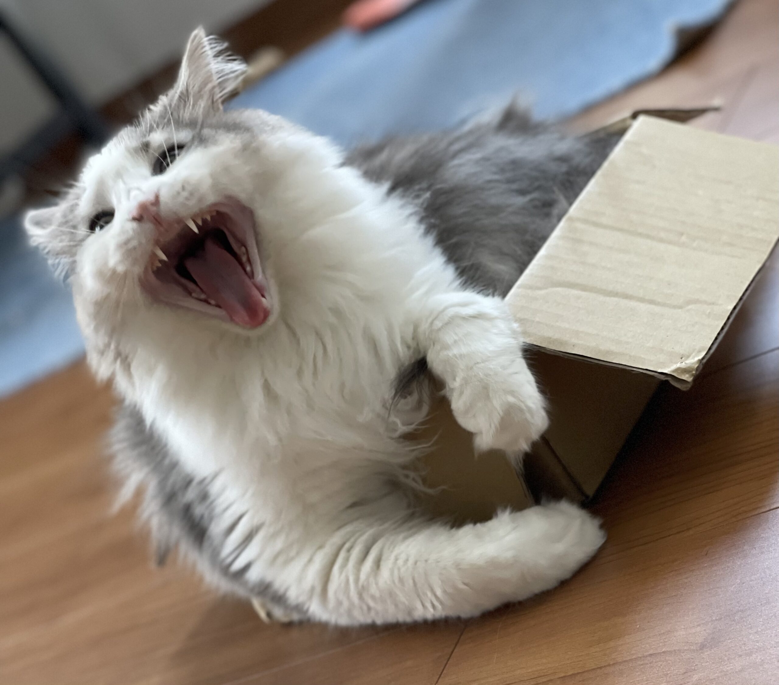 にぼしの箱入り04