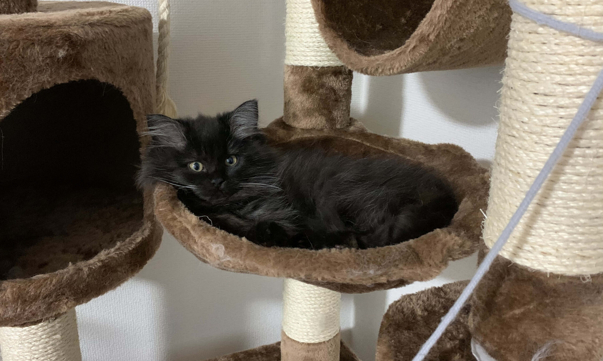 使っているキャットタワー04